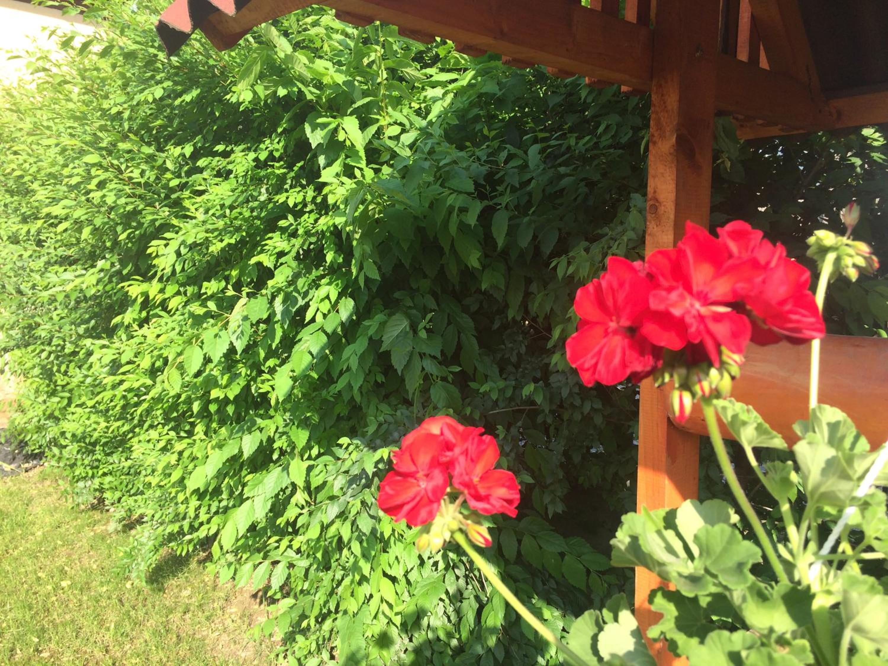Casa Green Garden view 2