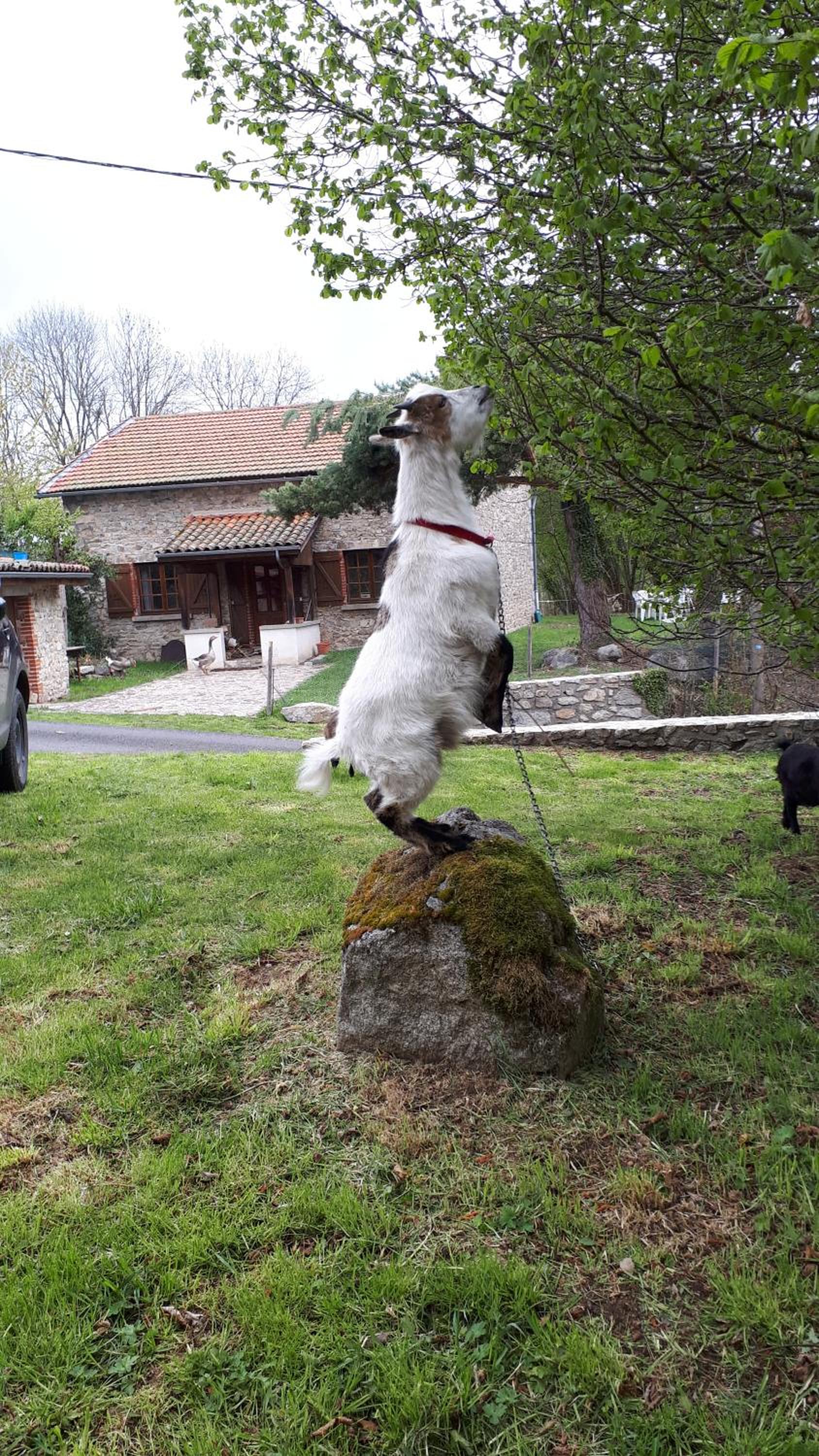GITE "LES GILLES" ET SES ANIMAUX CALME-BON AIR - 5 personnes view 2