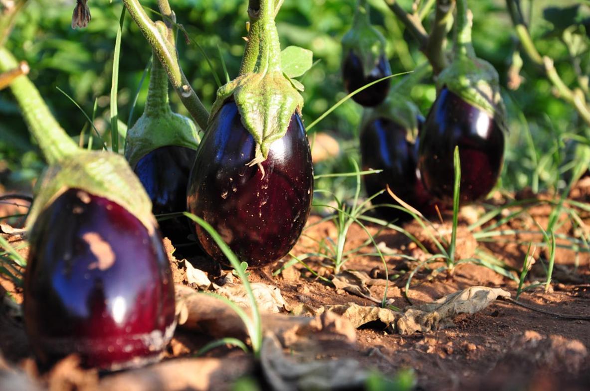 Agriturismo Terra Rossa