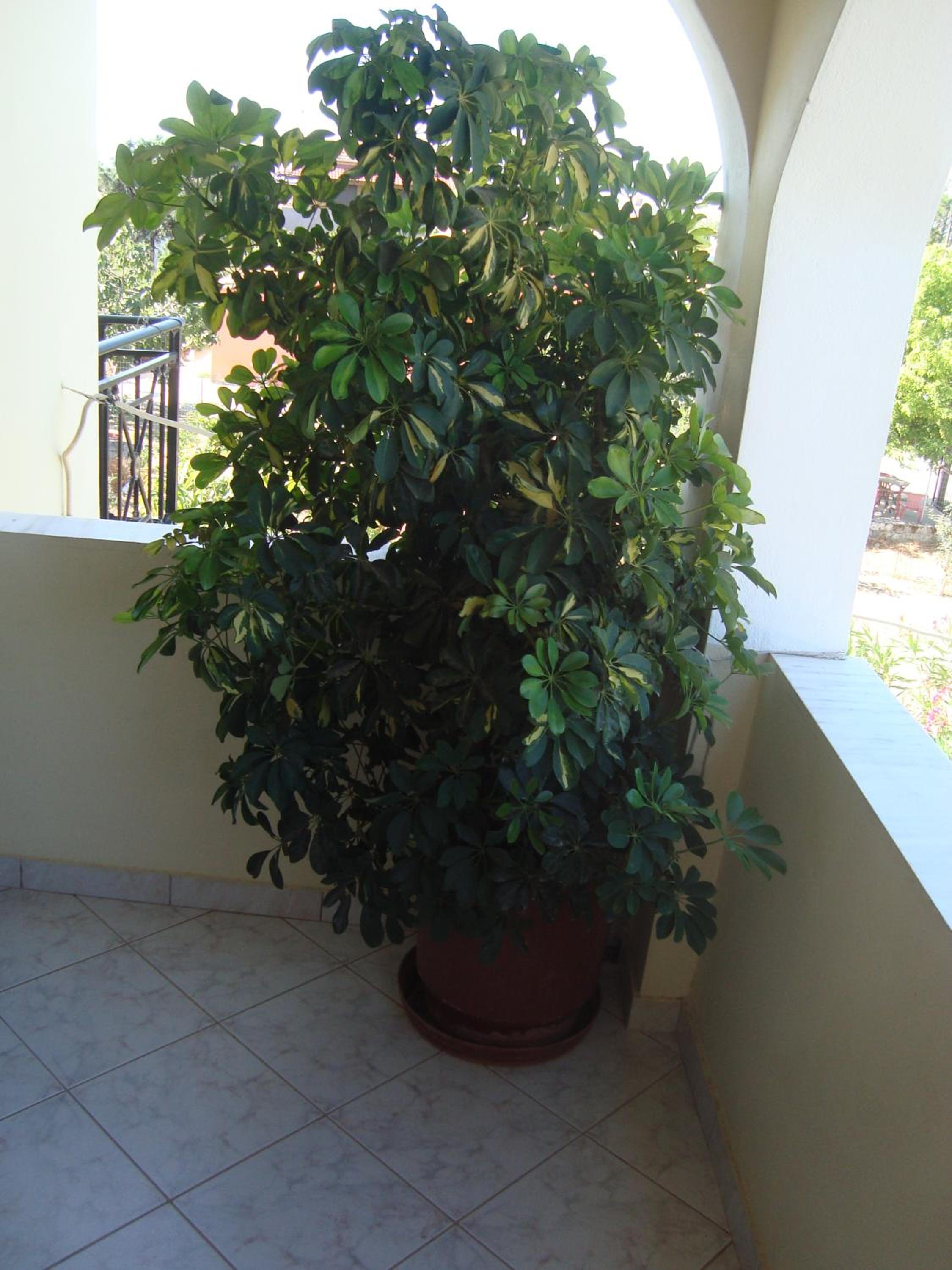 Photo 41