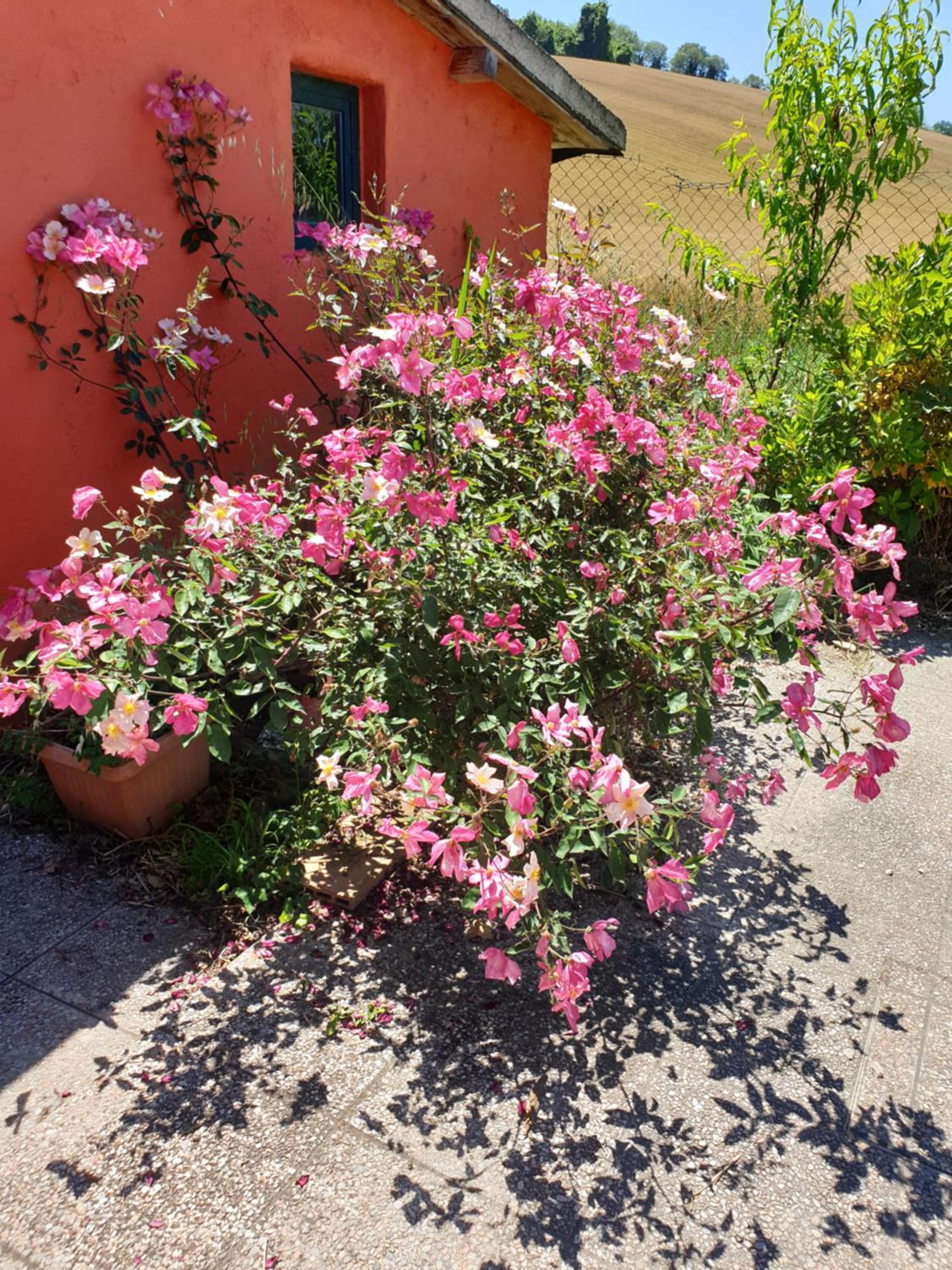 Photo 6