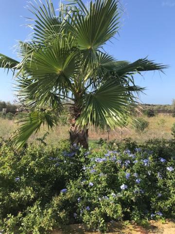 Finca El Idilio — photo 5