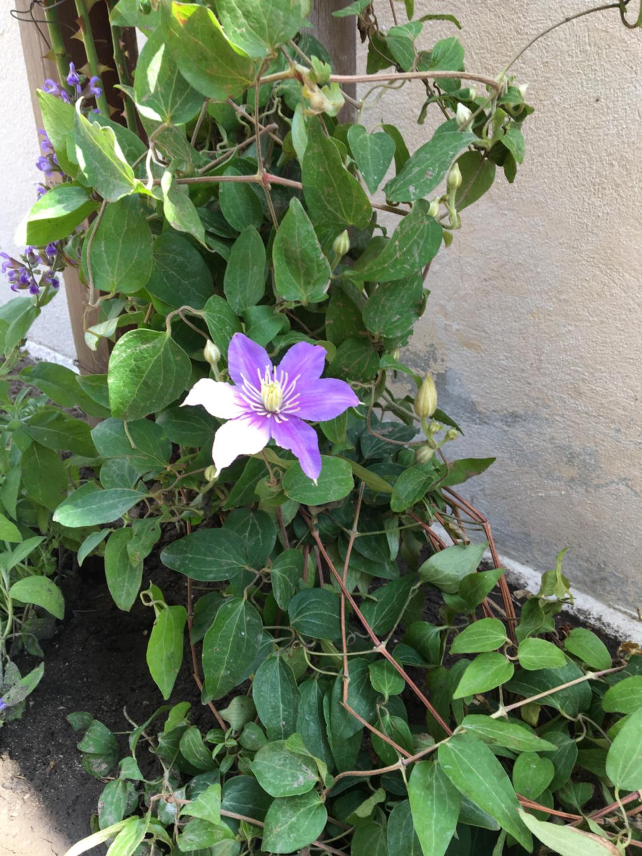 Photo 38