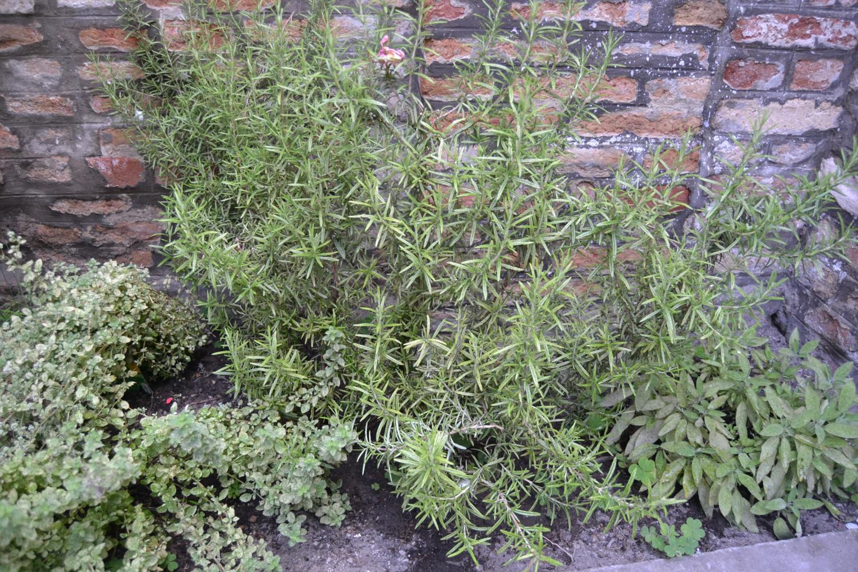 Ca' Ermina & Garden