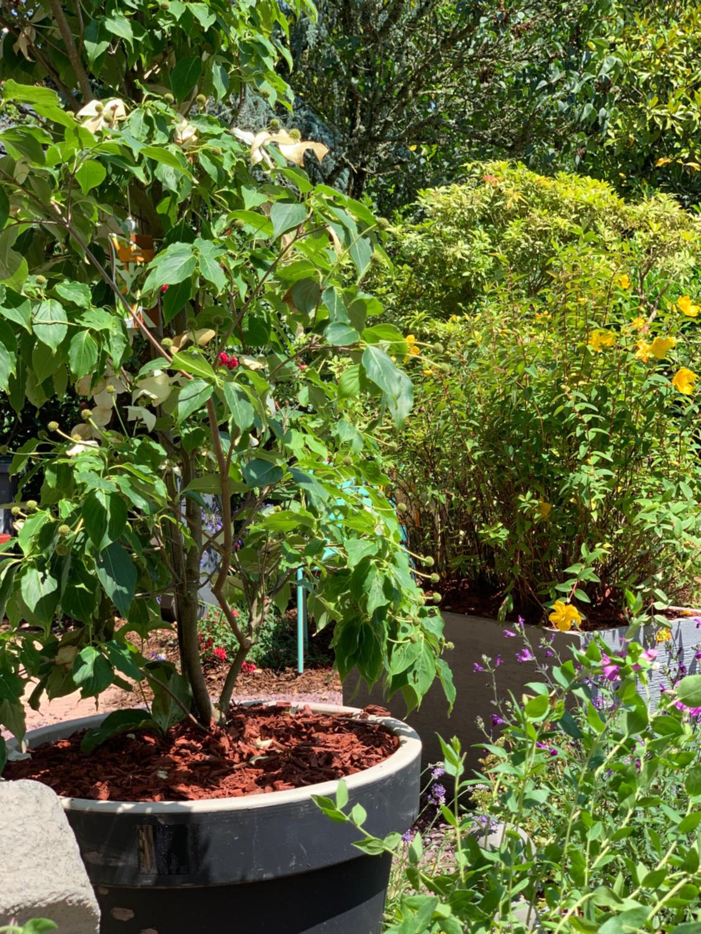 garden