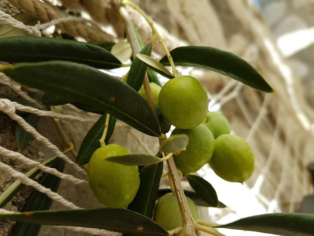 Photo 26