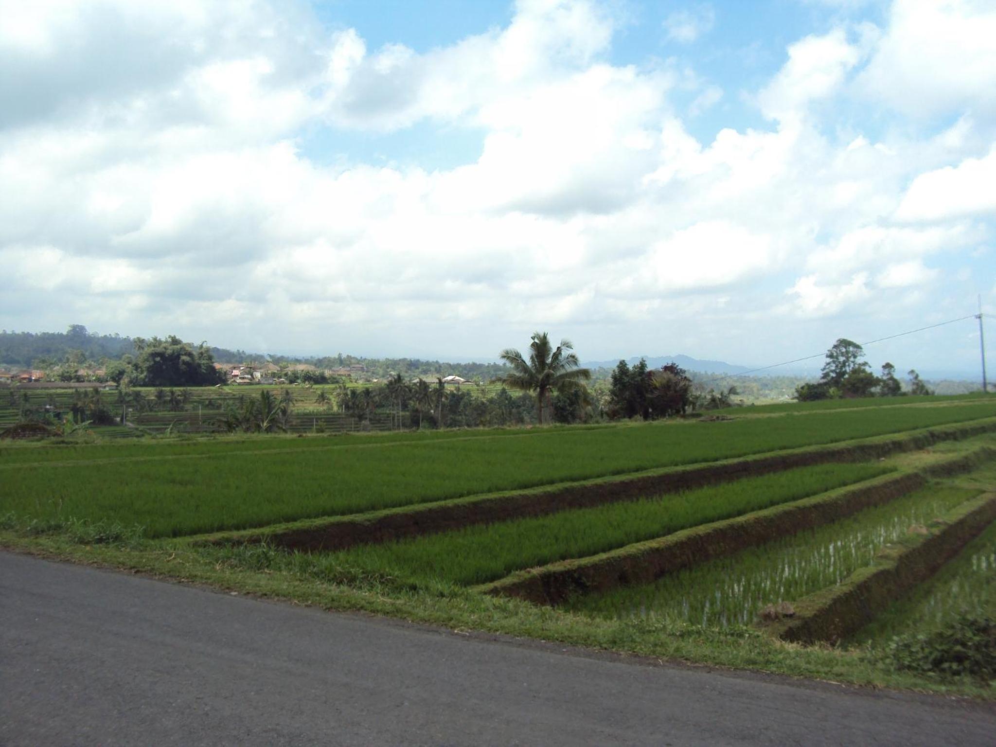Teras Subak Jatiluwih