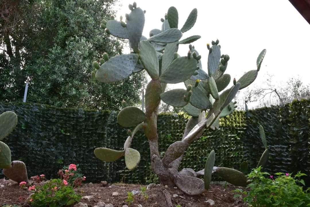 Agriturismo Massaro Pietro
