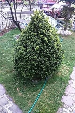 Photo 42