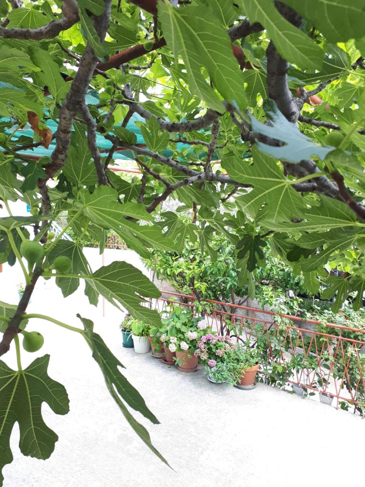 Apartman Adriatic Pavlinovic - Makarska