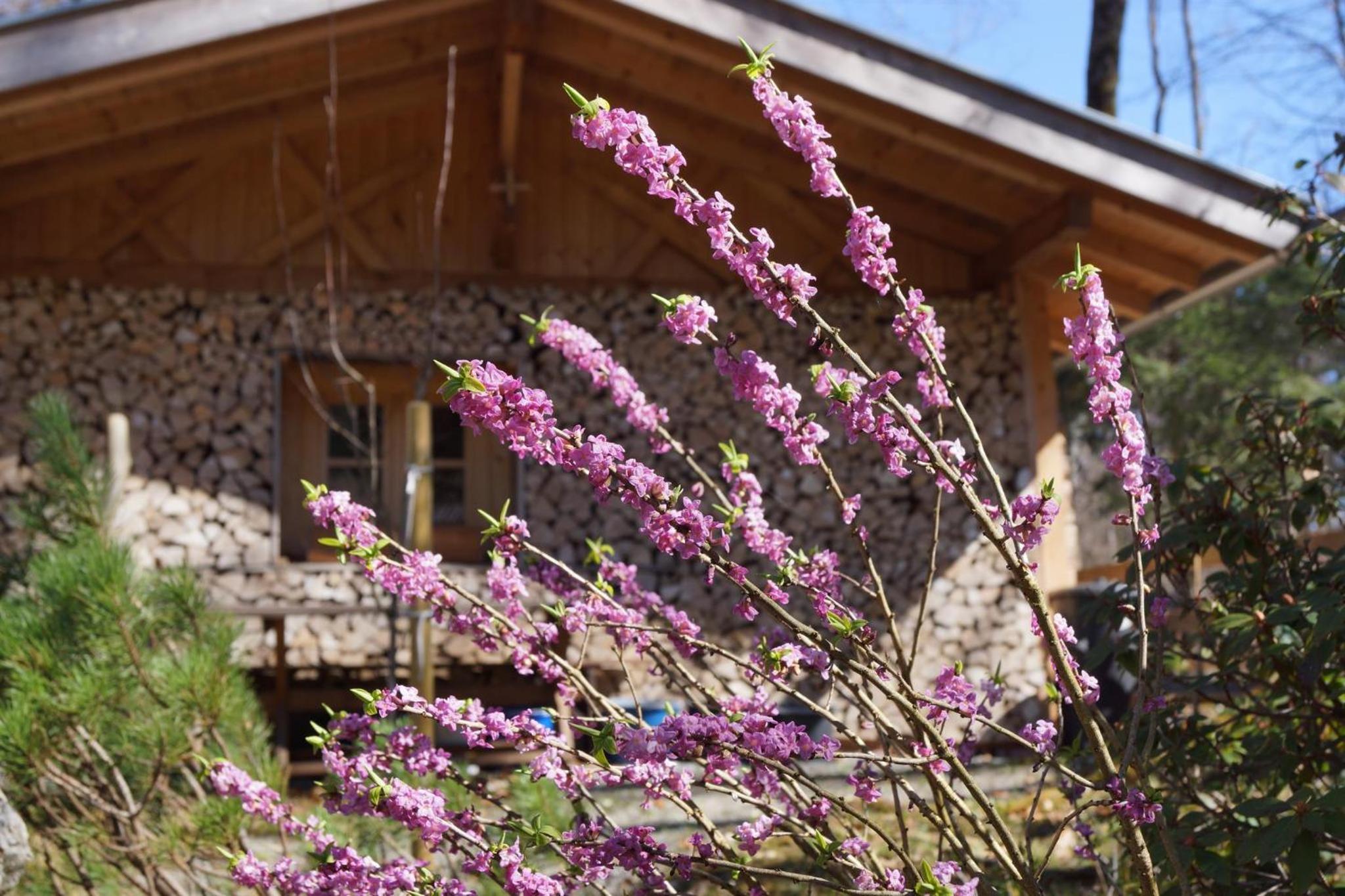 Ferienhaus Waldwinkl