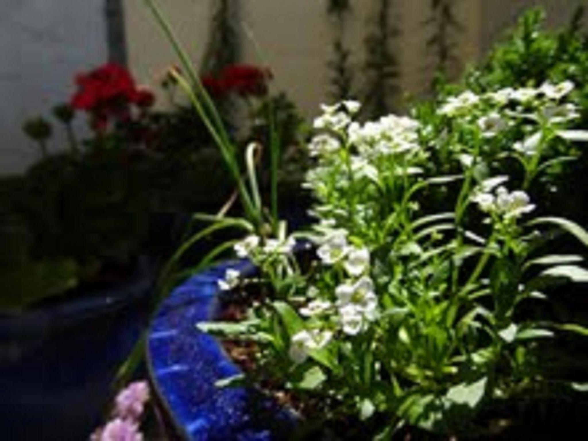 Photo 48