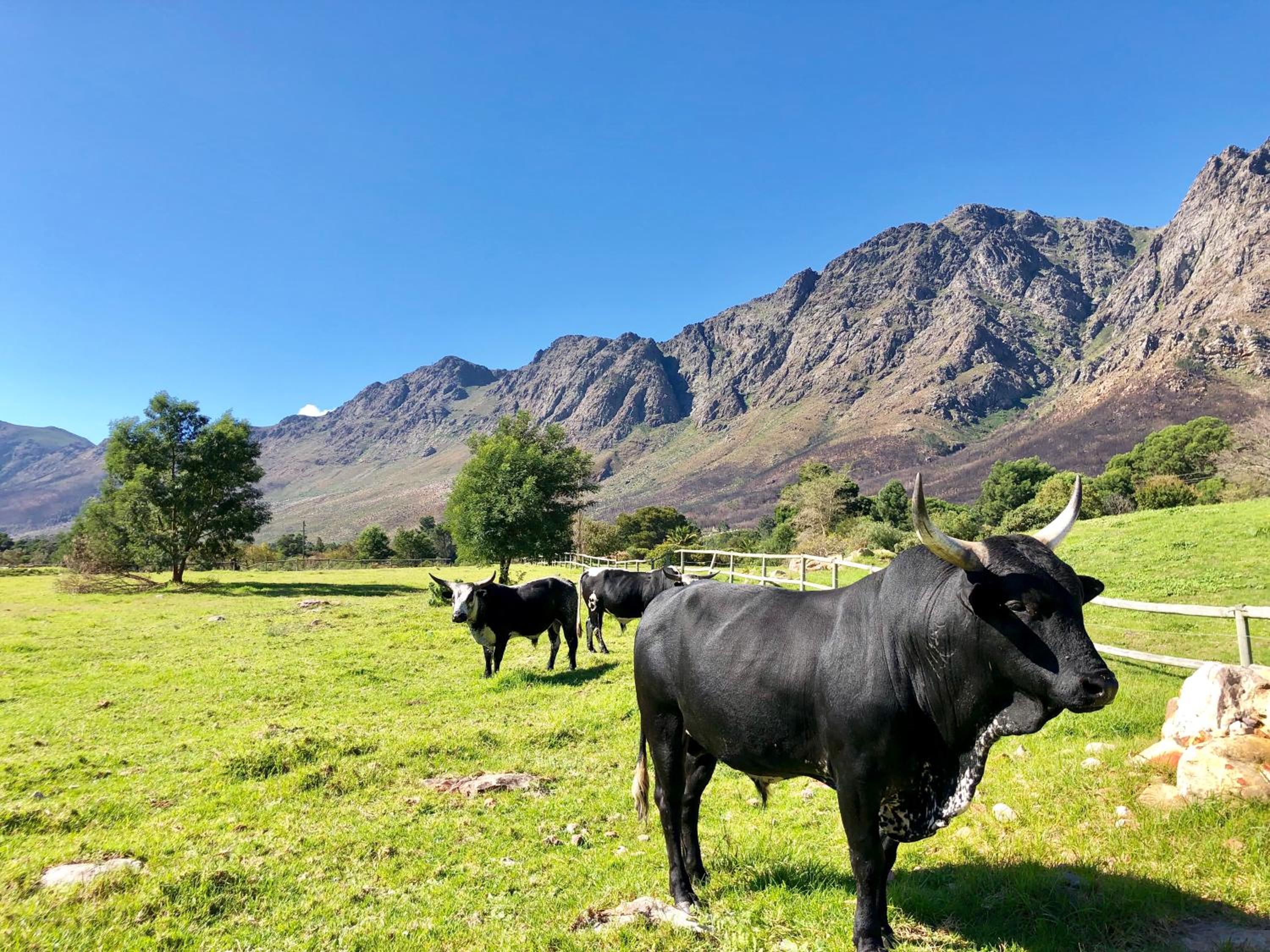 The Barn in Franschoek view 4