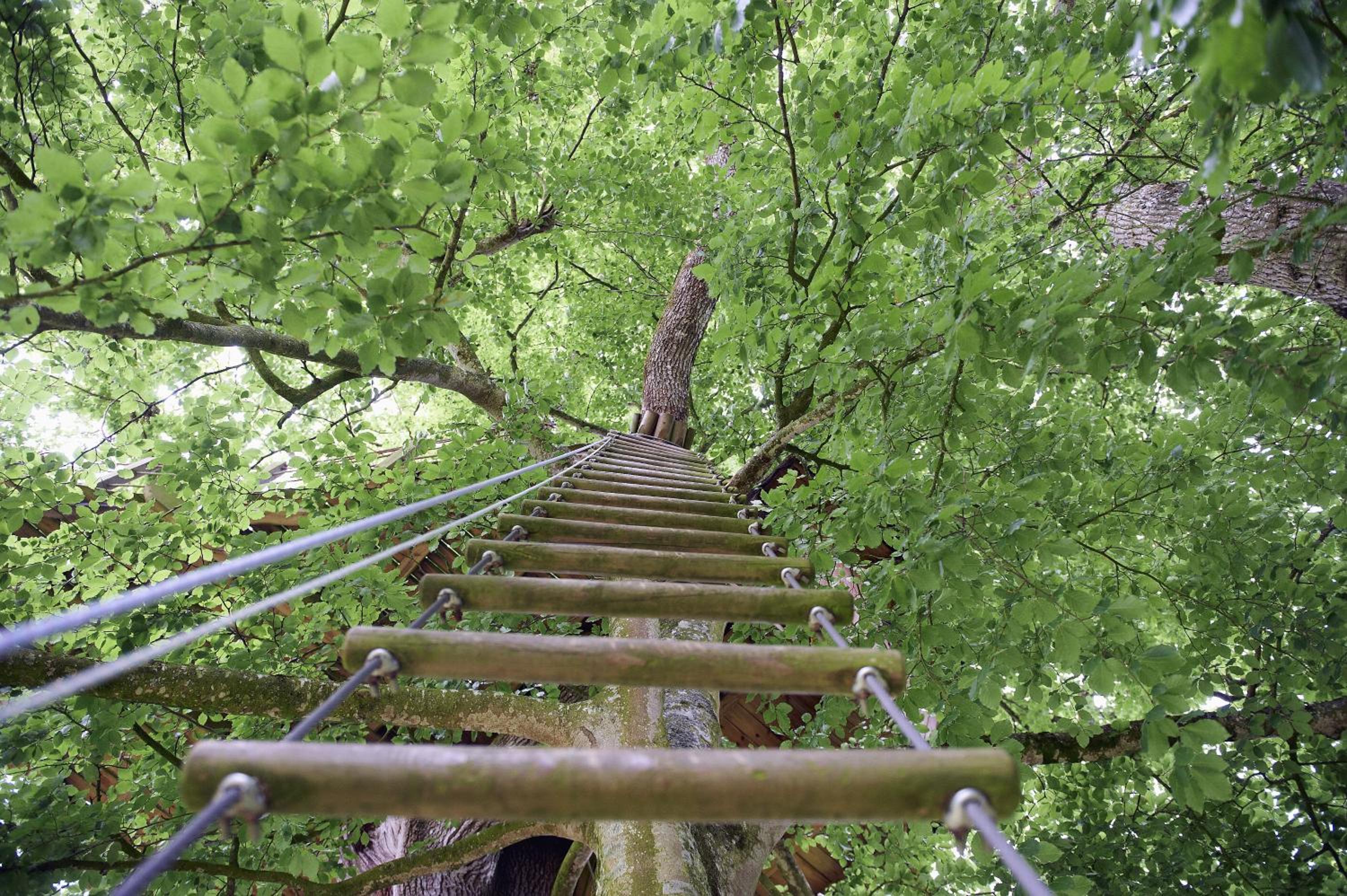 Insolite dans les arbres Les Ormes, Epiniac view 2