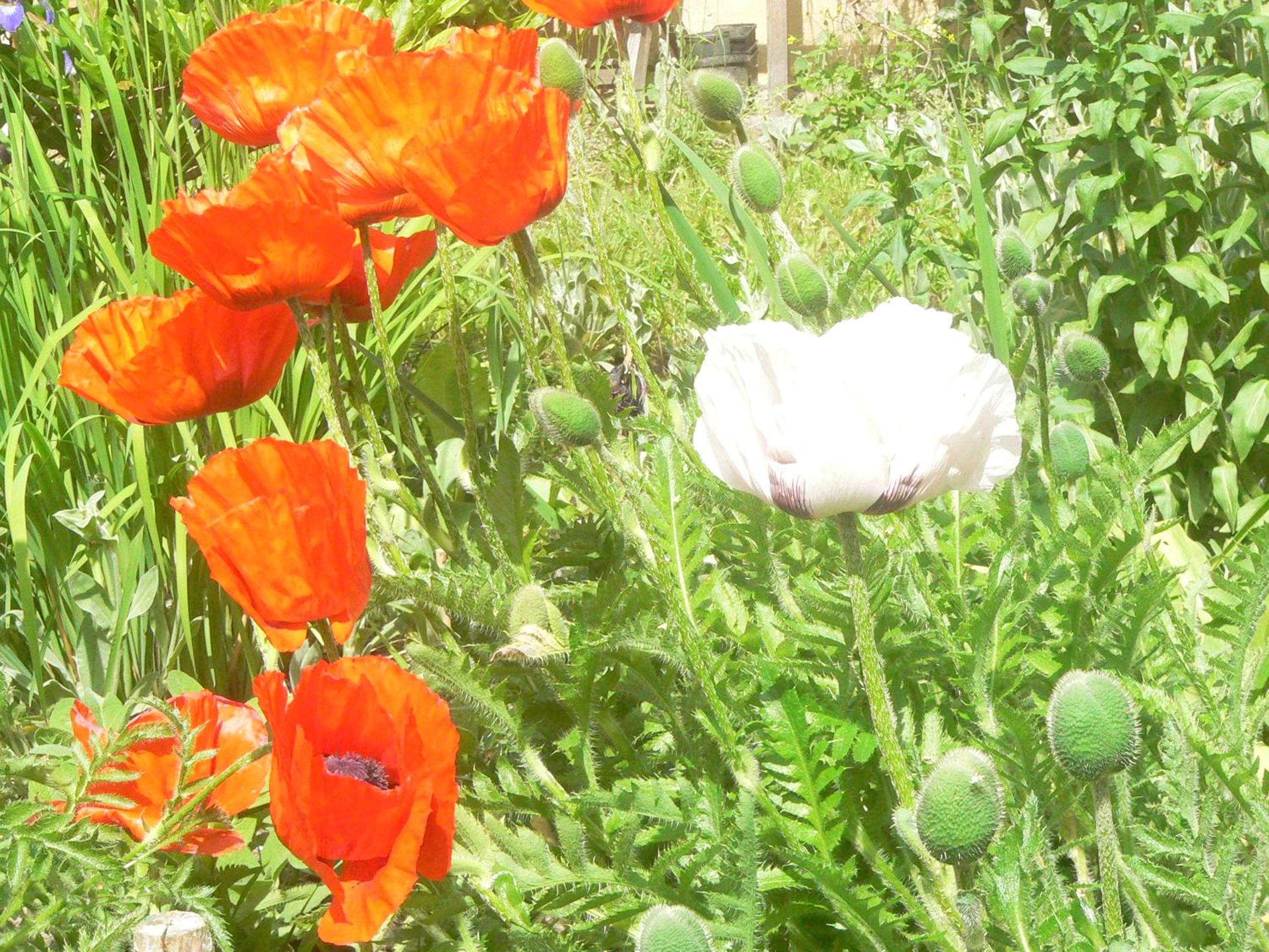 Photo 6