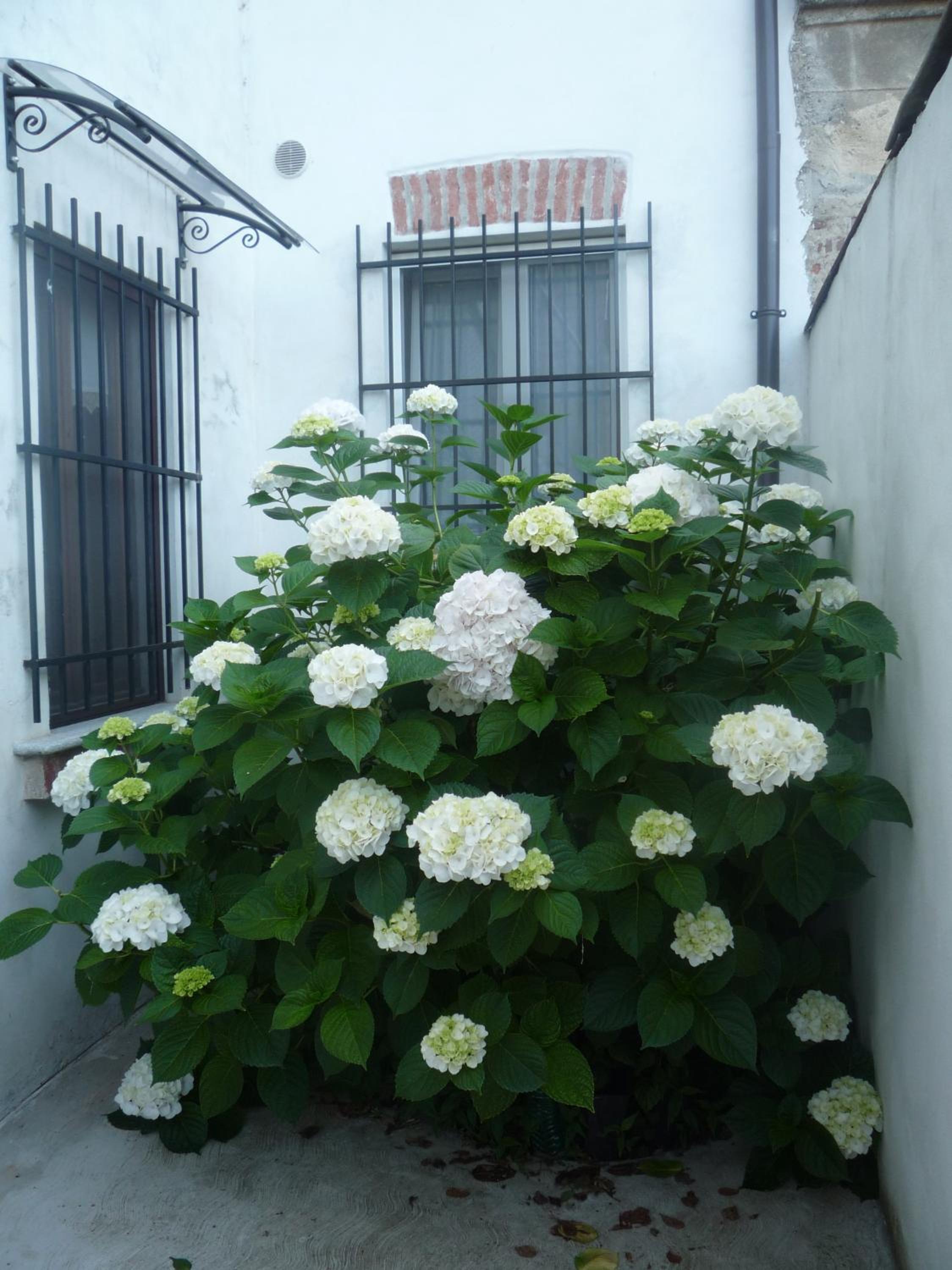 Photo 37