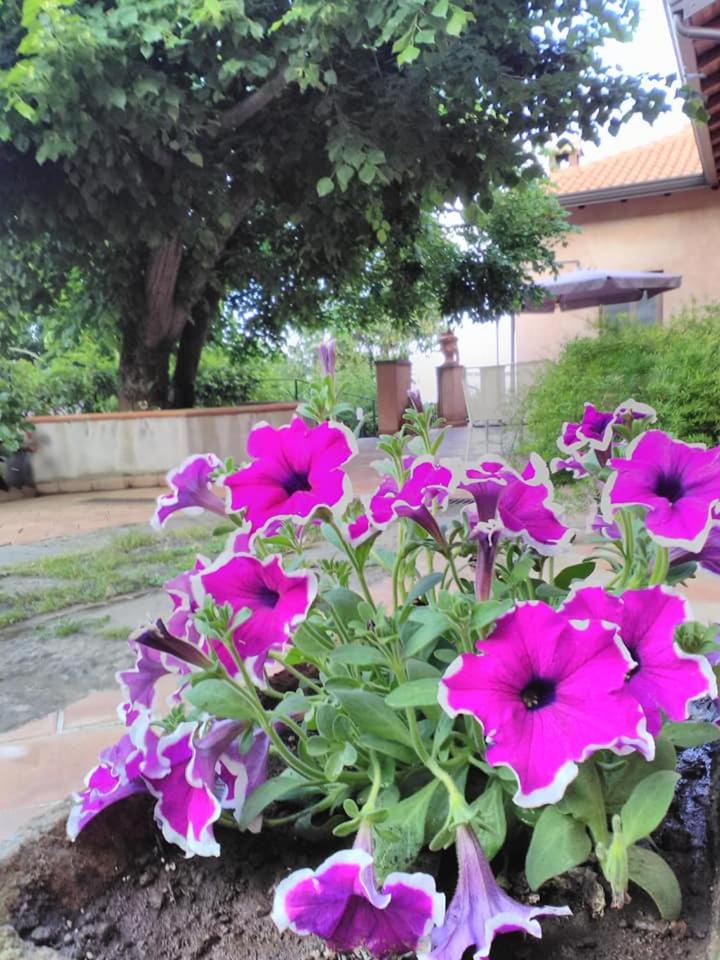 La corte di Bafè B&B "Slow Life" view 4