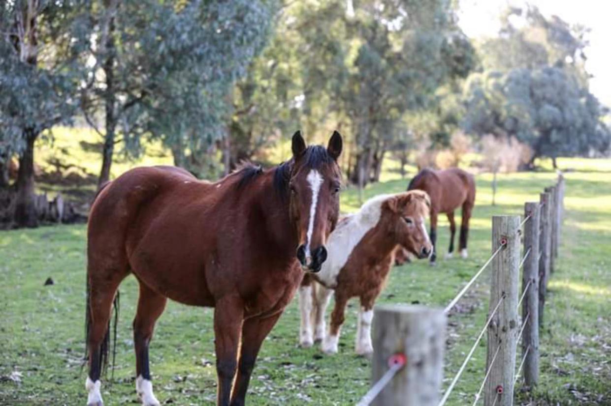 Oak Lane Guest House & Farm Stay