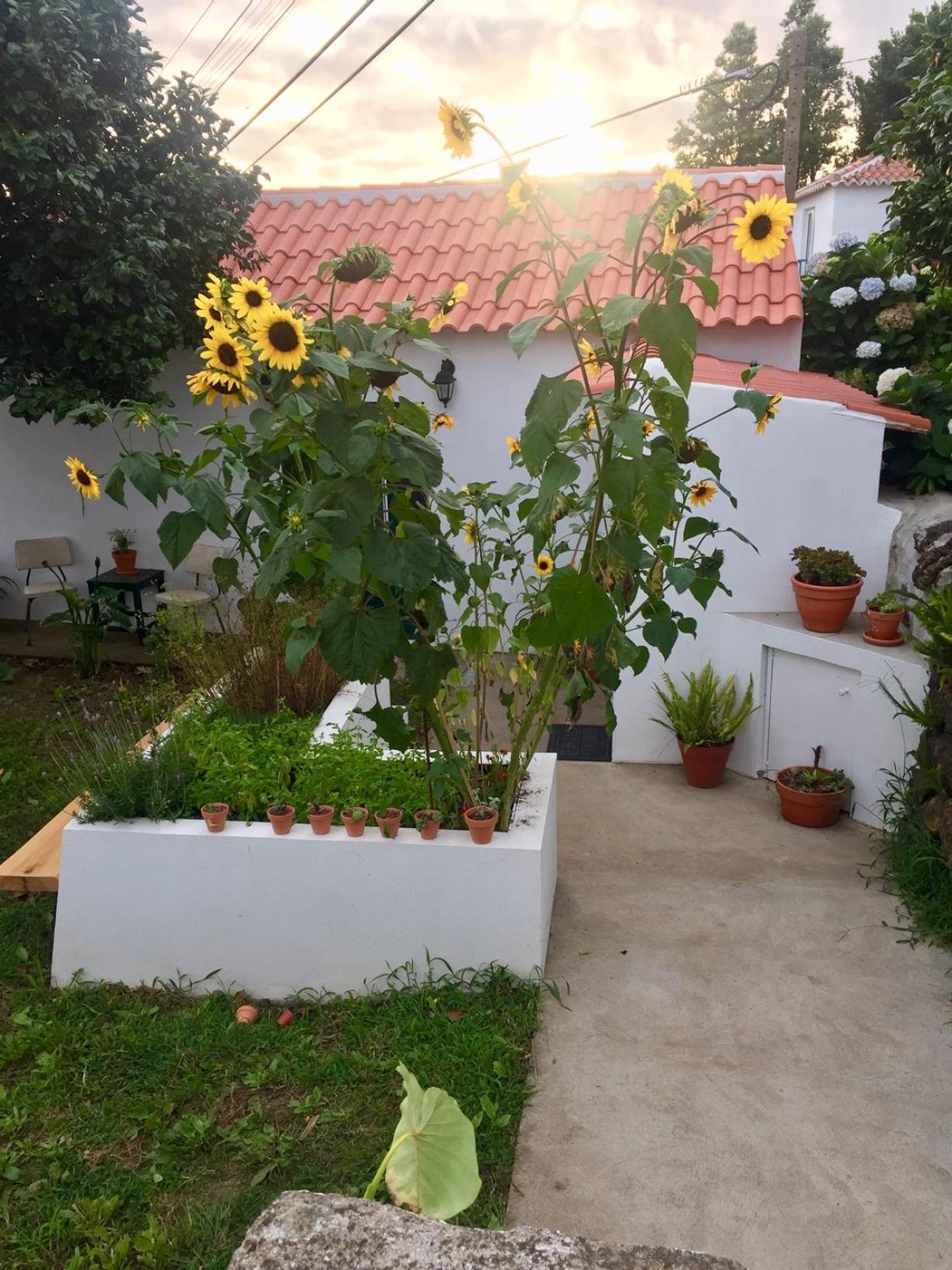 The Azores Homestead - Terceira view 2