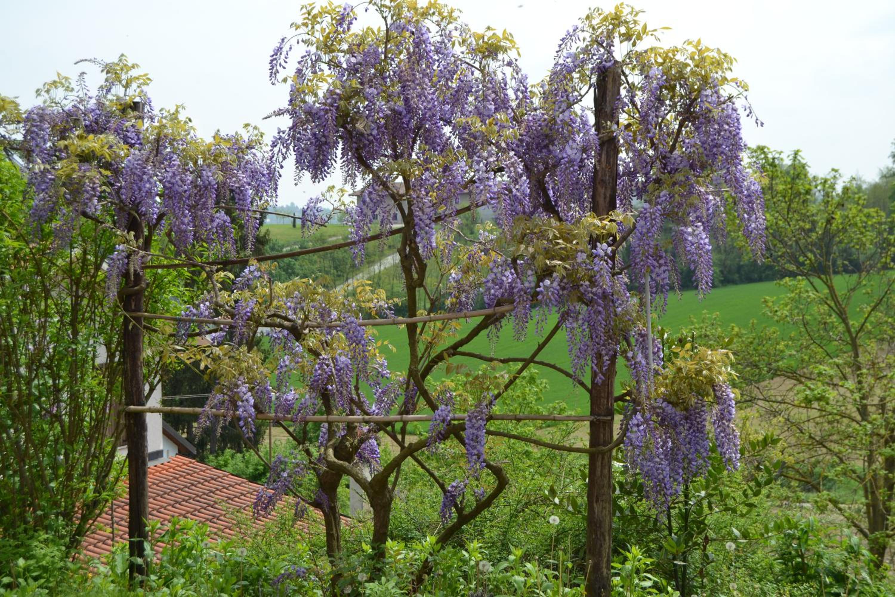 Casa dei Ciliegi Castell'Alfero view 3