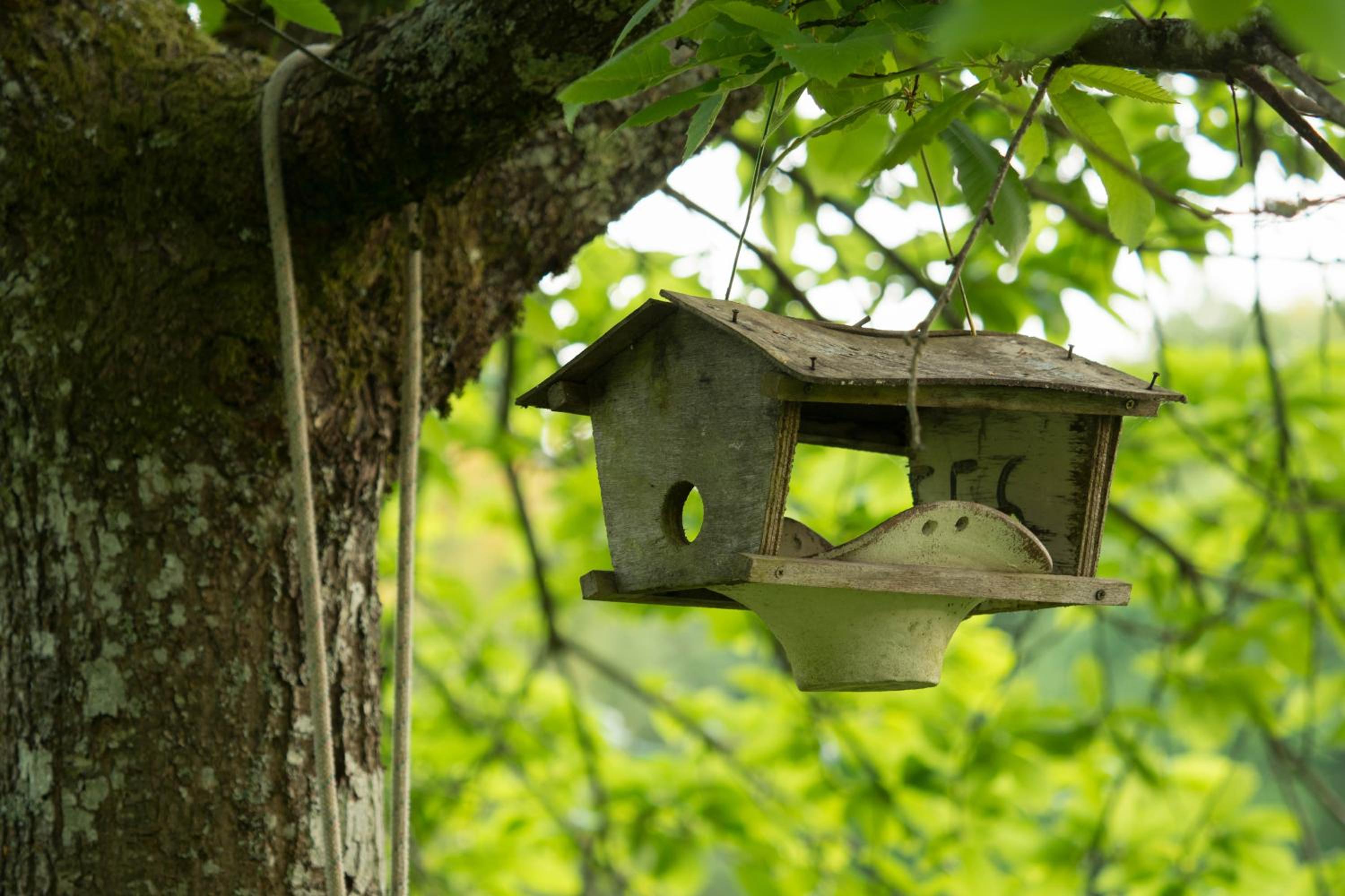 La Clairière du Verbamont