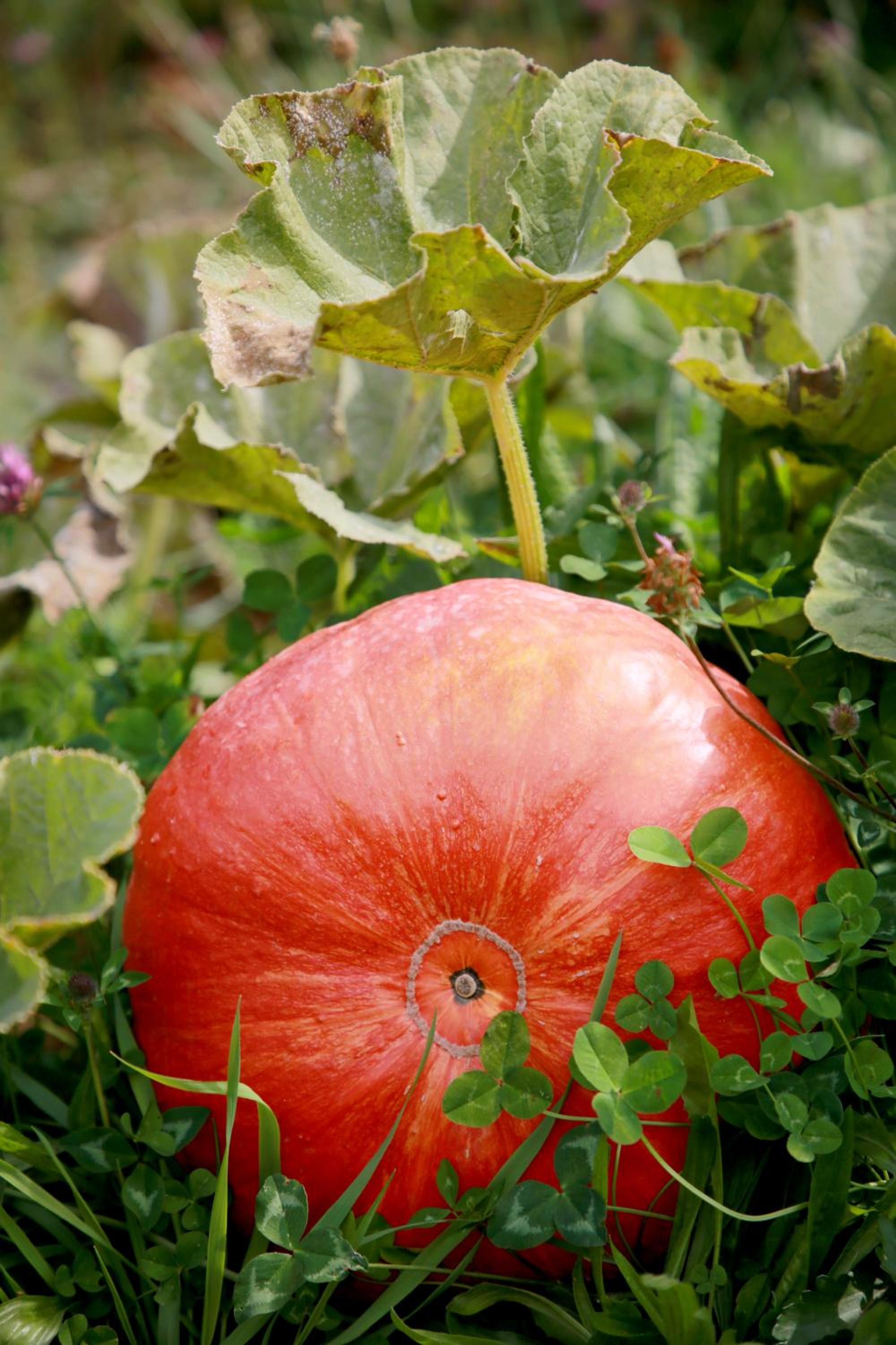 Rejaillir - Property Image 11