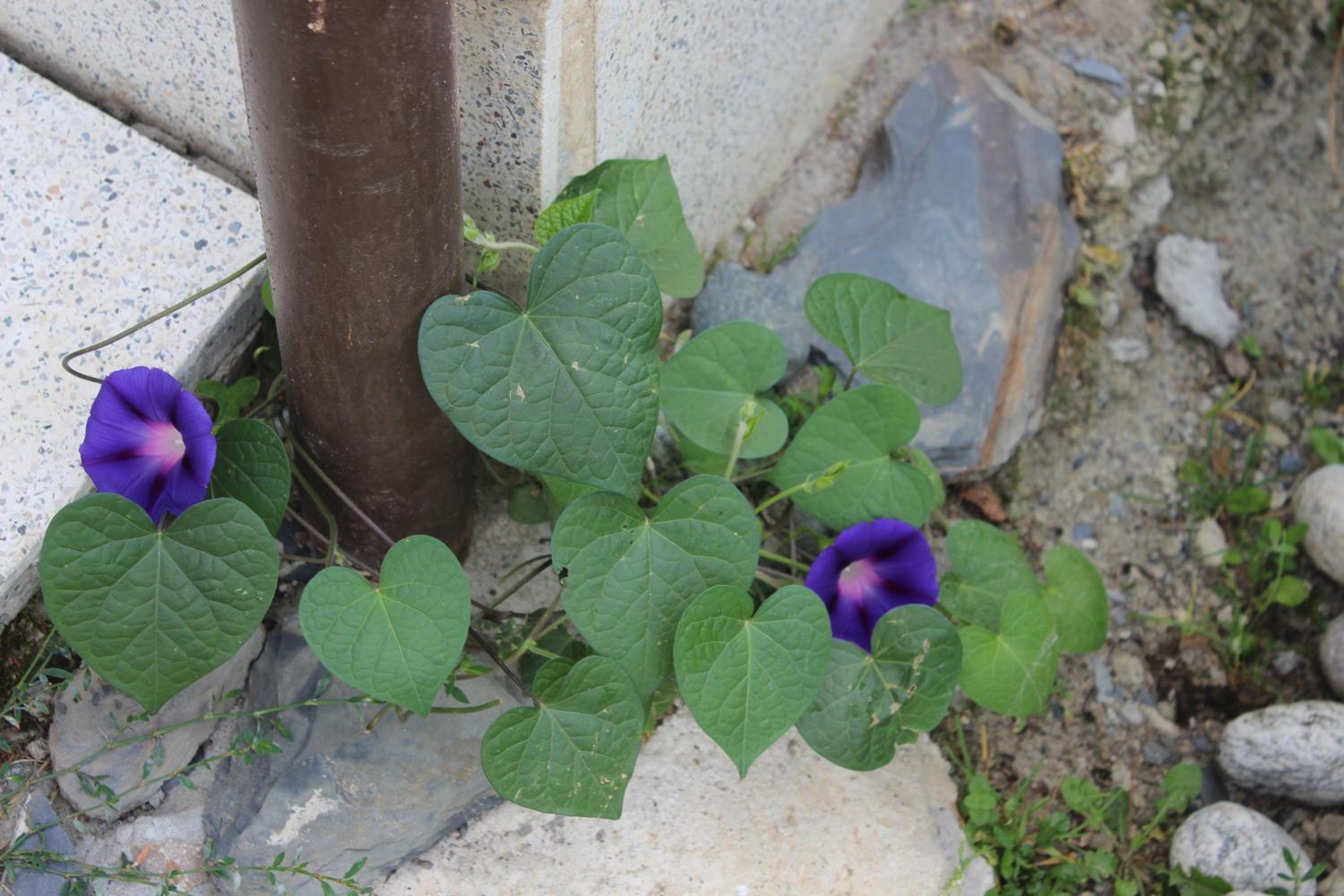 Photo 42