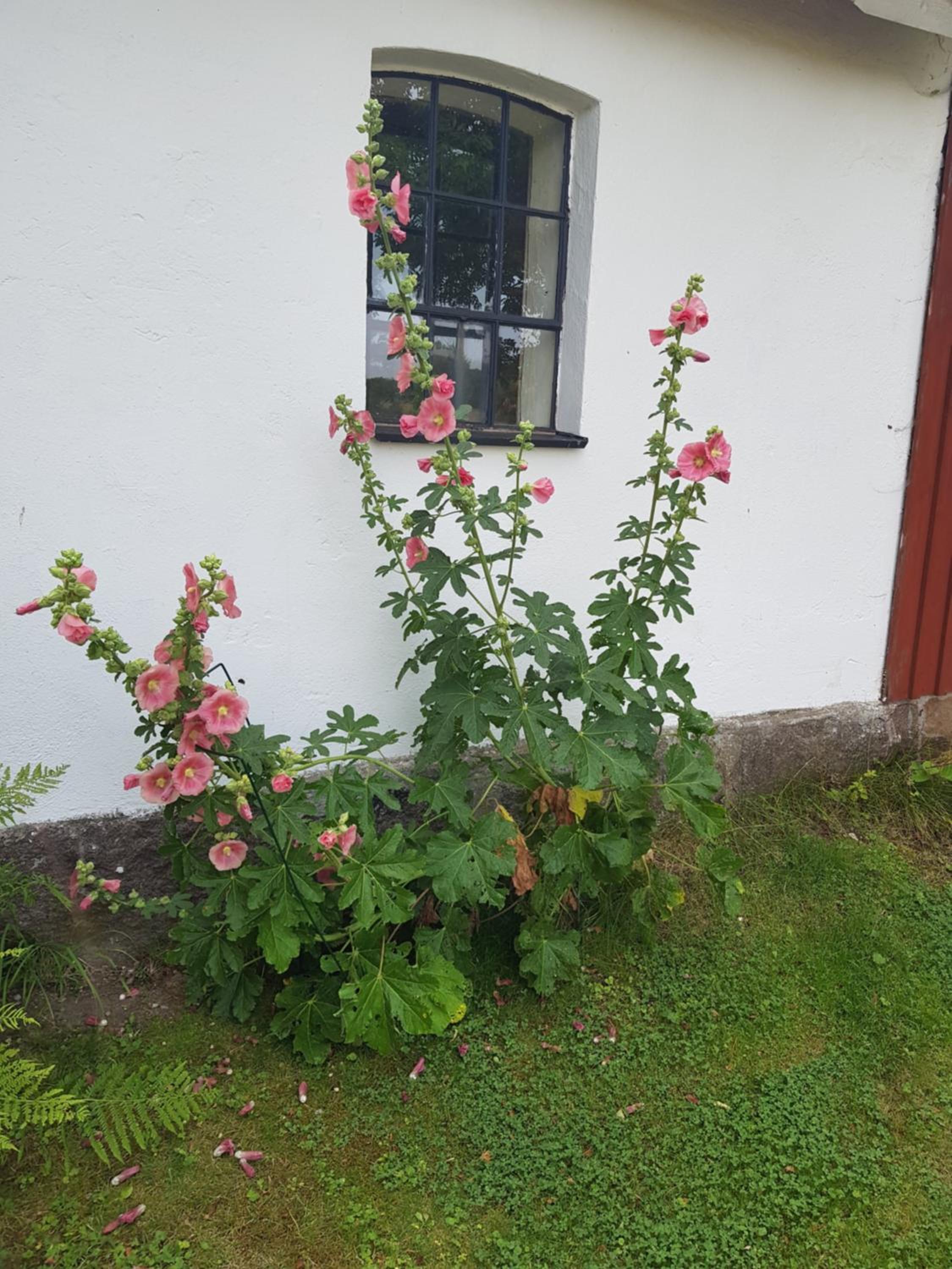 Photo 39