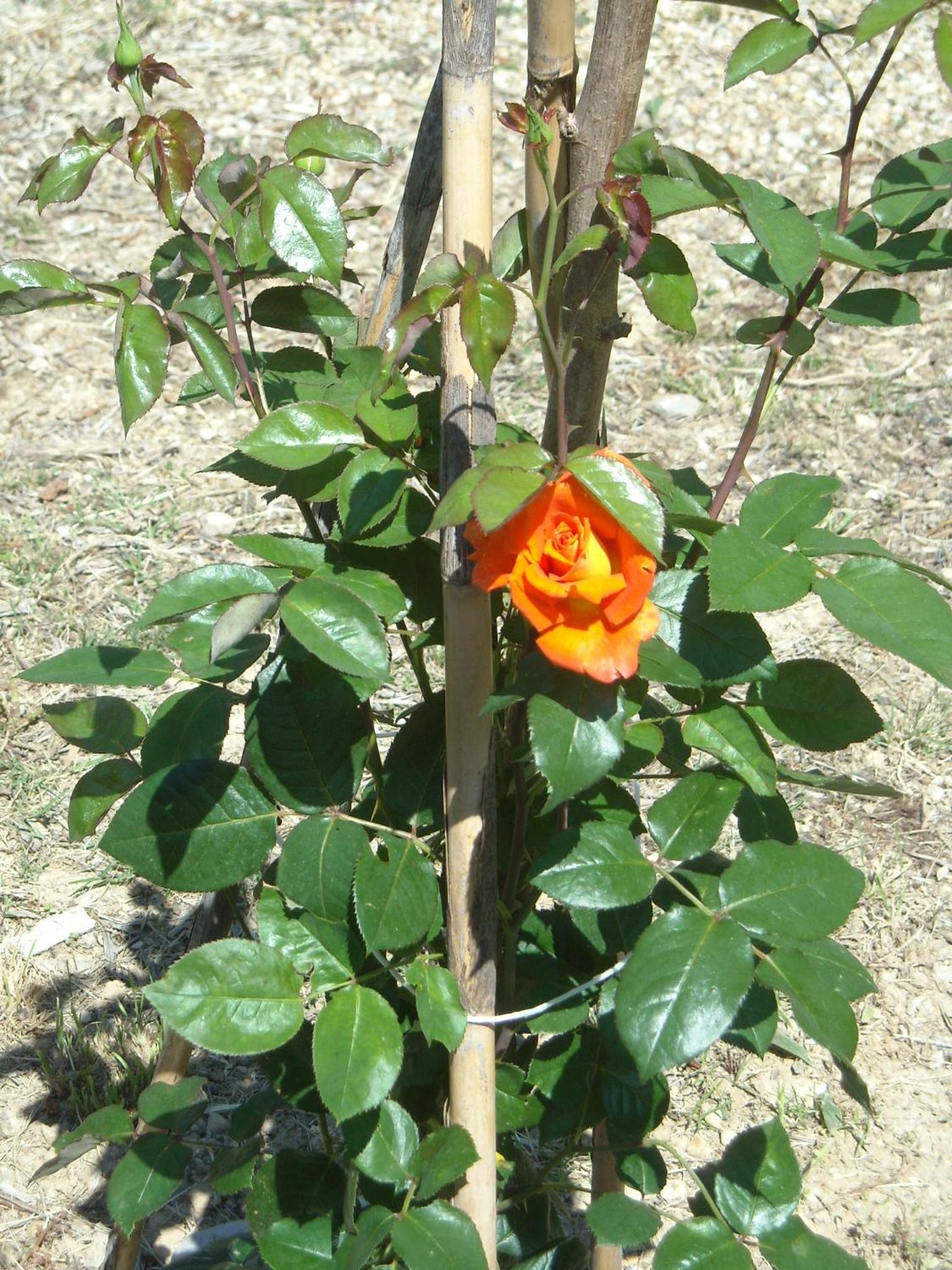 Photo 19