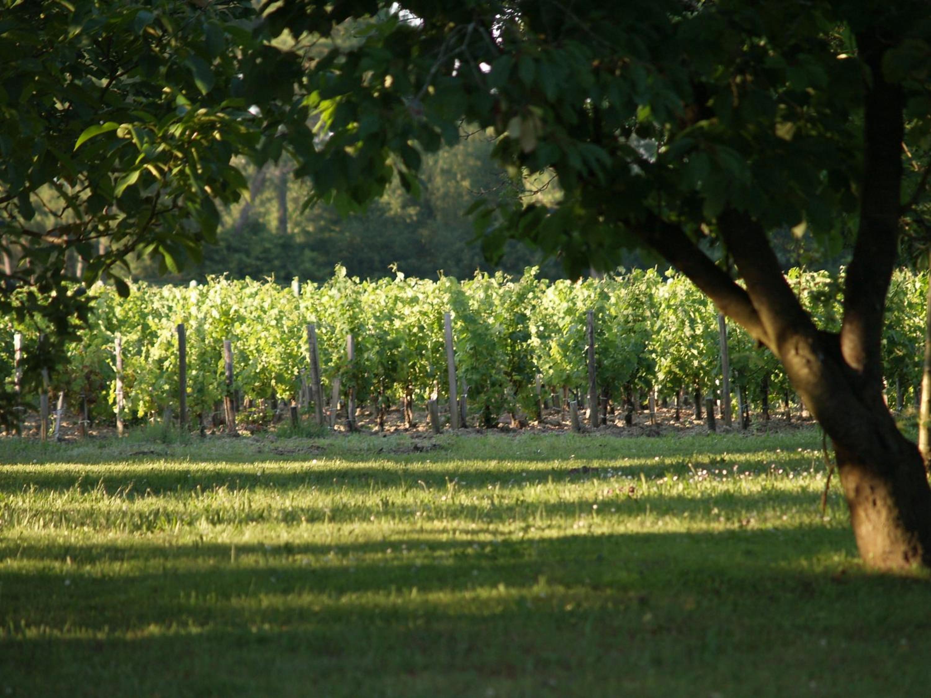 Château La Gravière