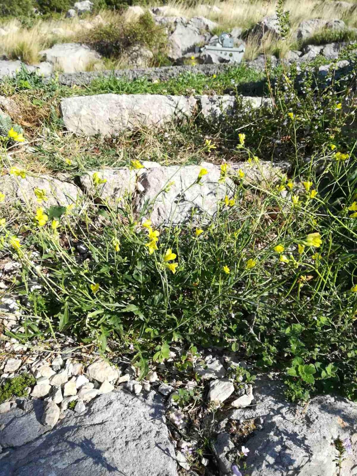 Photo 46