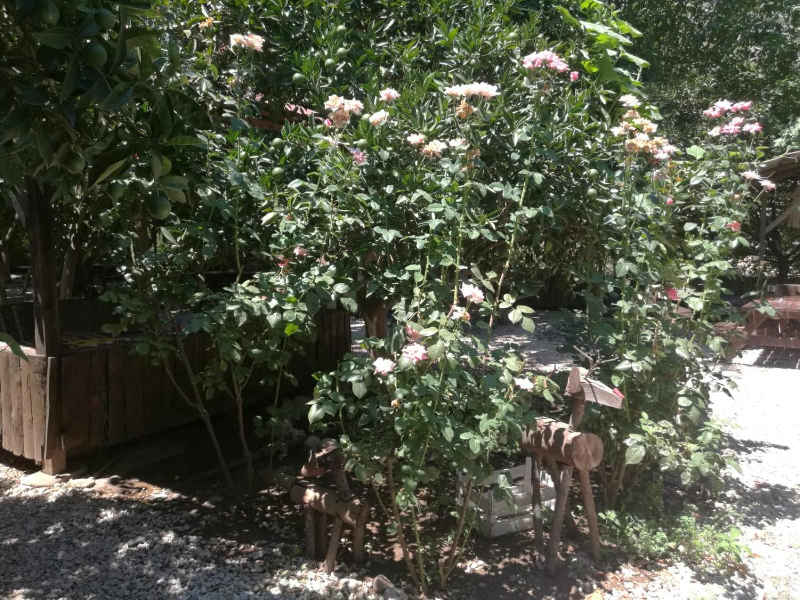 Photo 44
