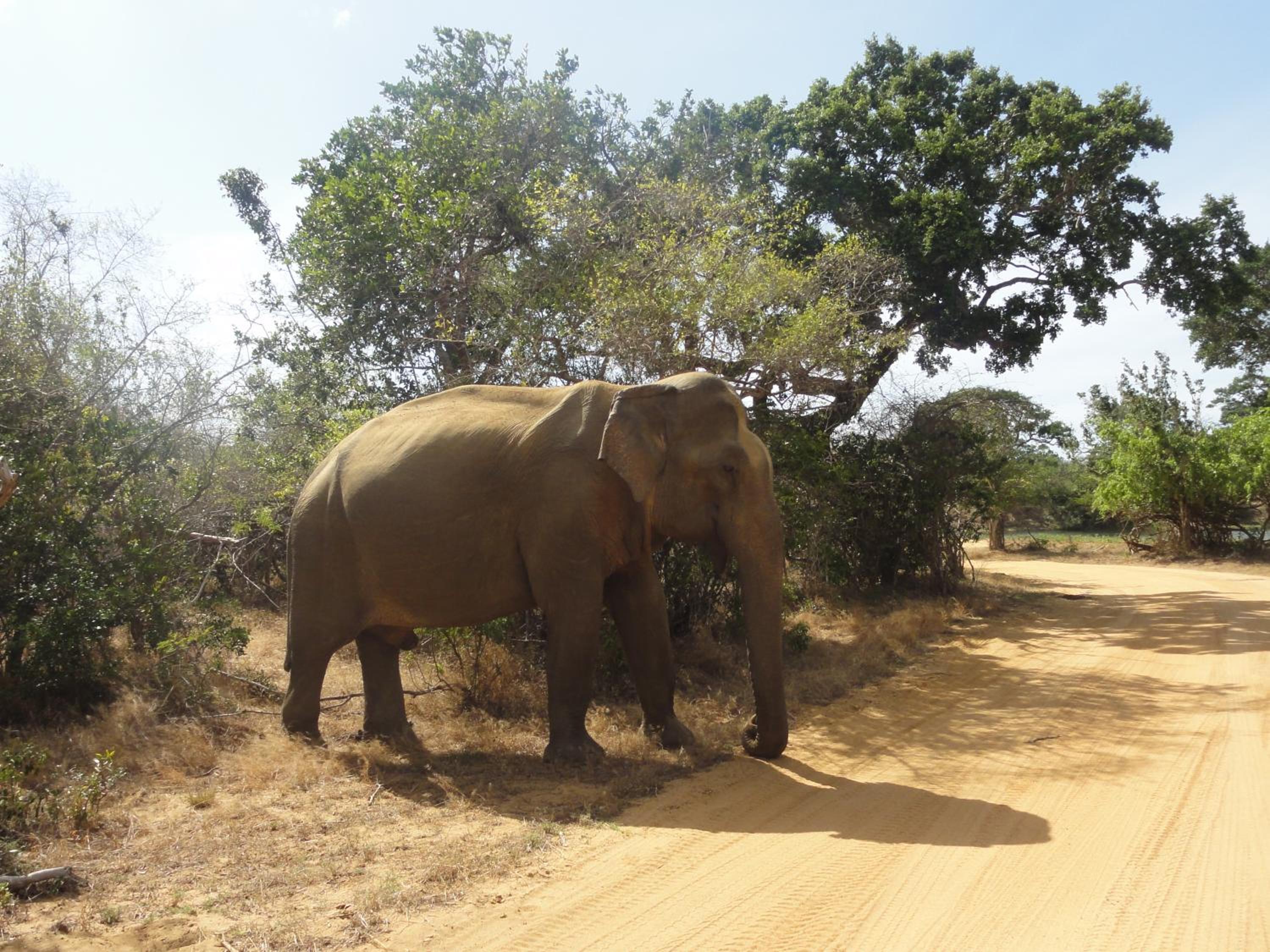 The Yala City Guest House