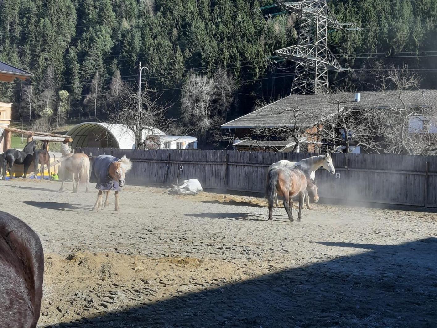 B&B Margit's Ranch Urlaub am Pferdehof