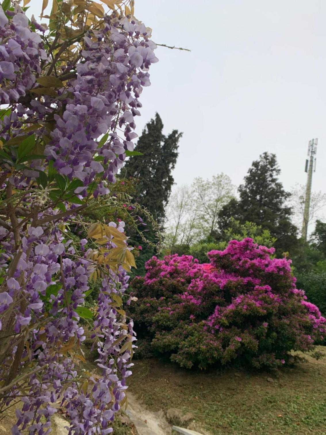 Foresterie MAGNOLIA view 3