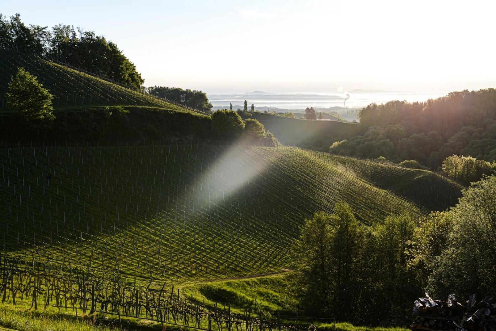Weingut & Buschenschank Pölzl