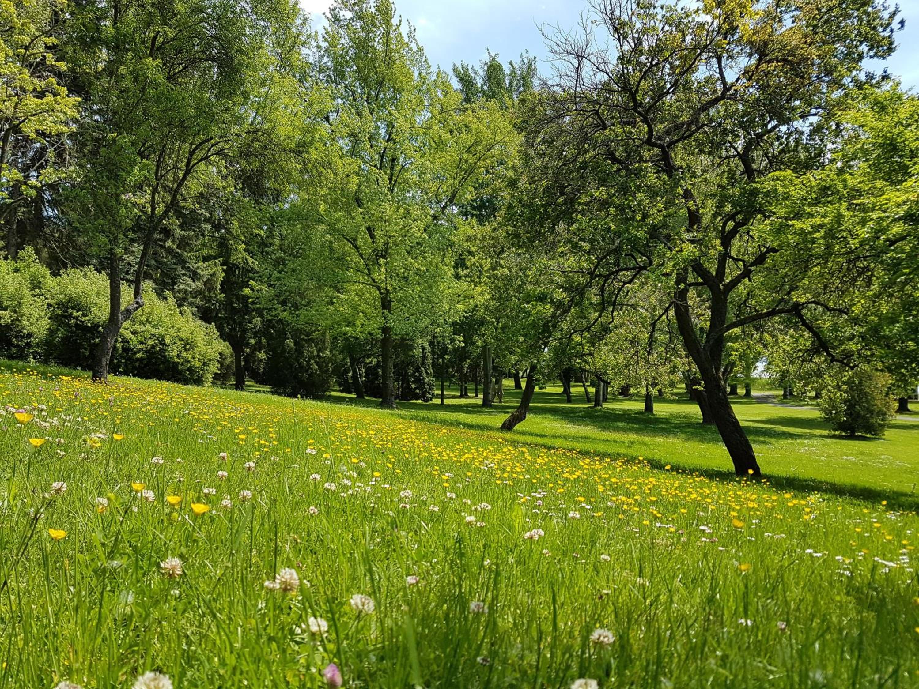 garden
