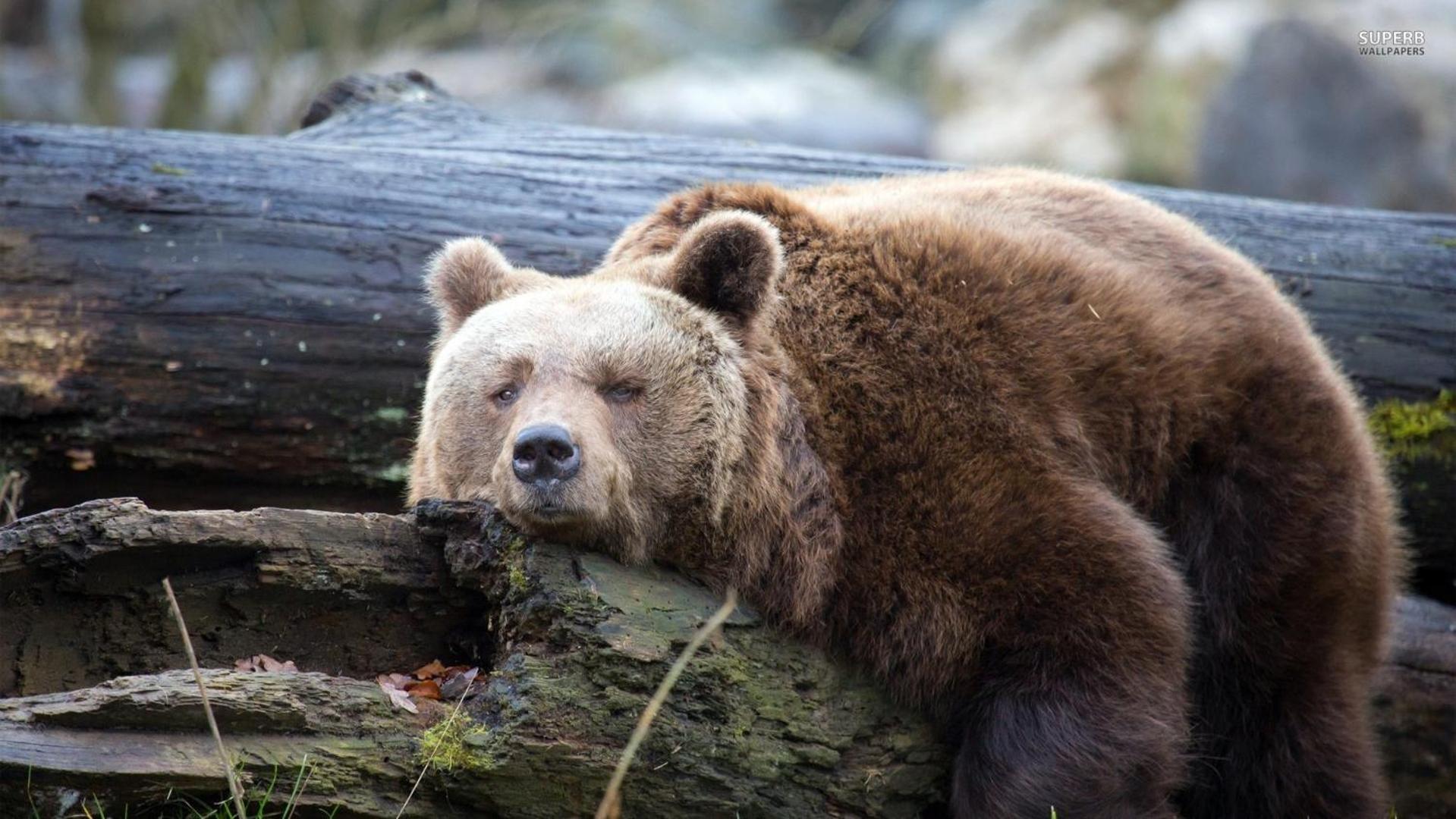 Lazy Bear view 3