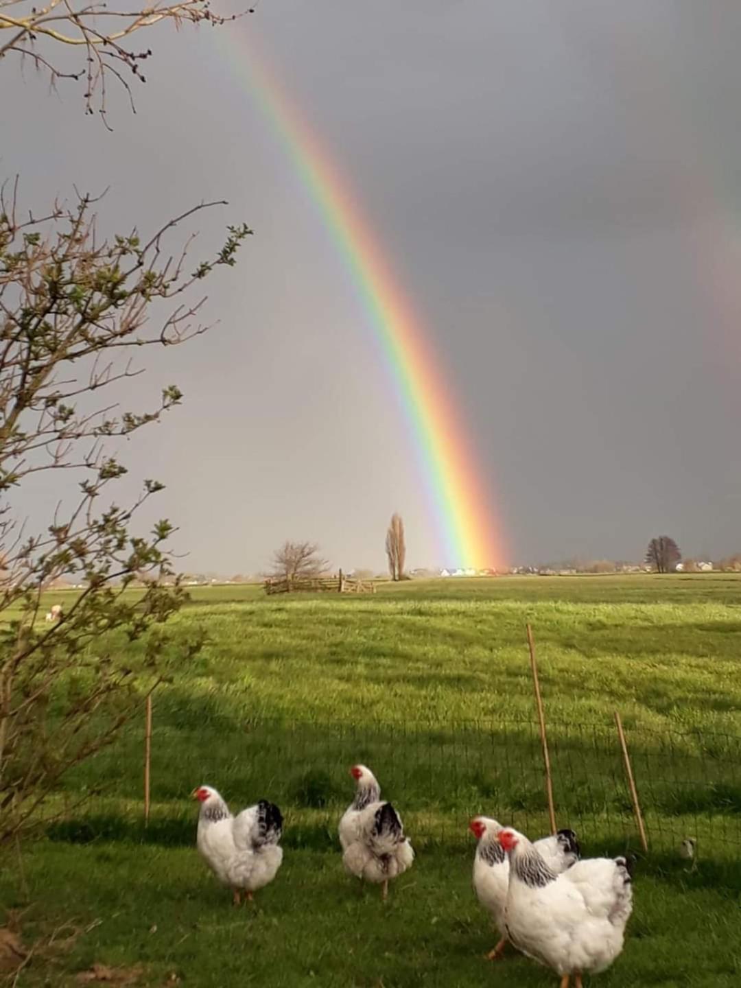 Het Kraaienbosch