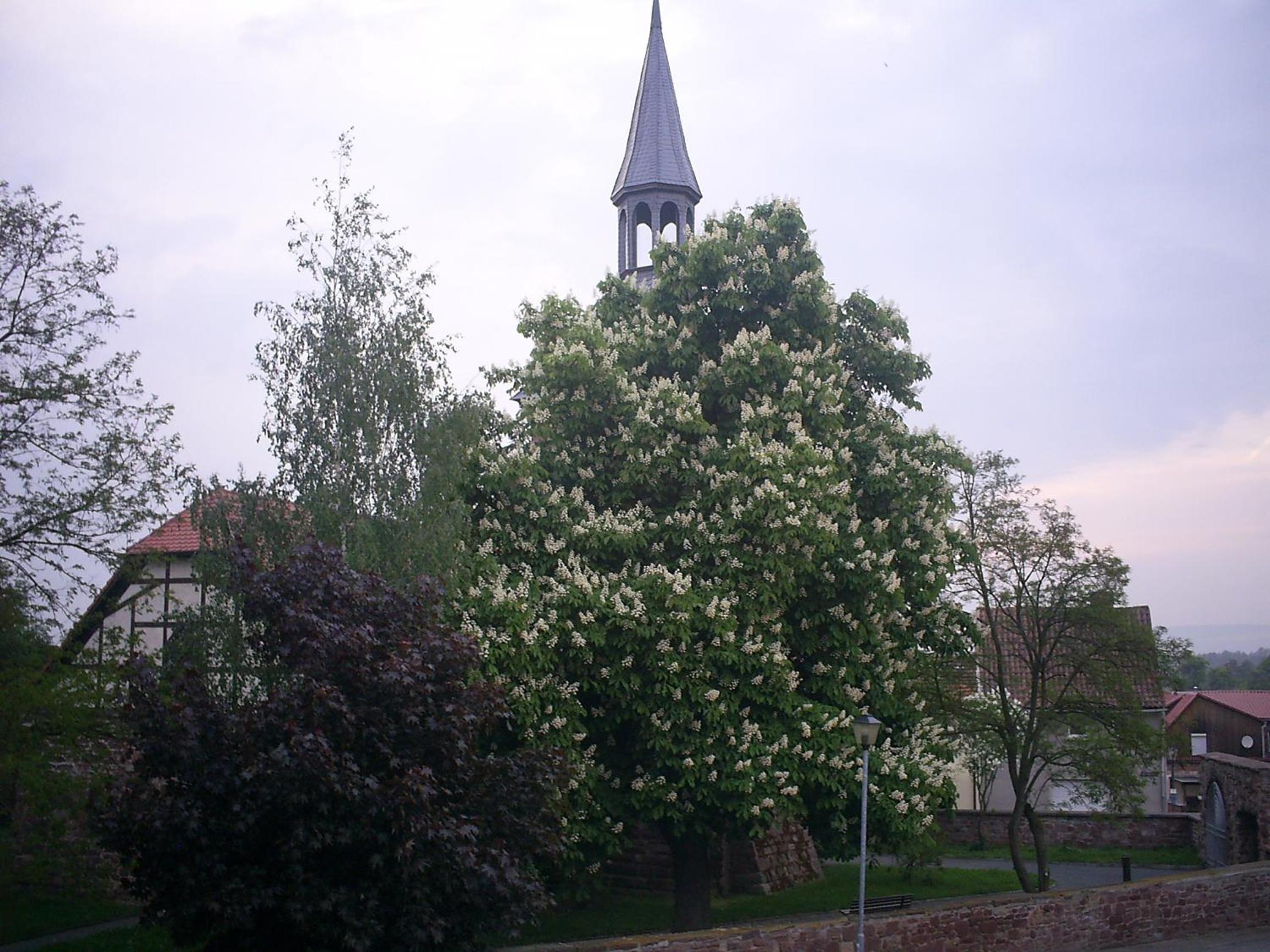 Photo 42
