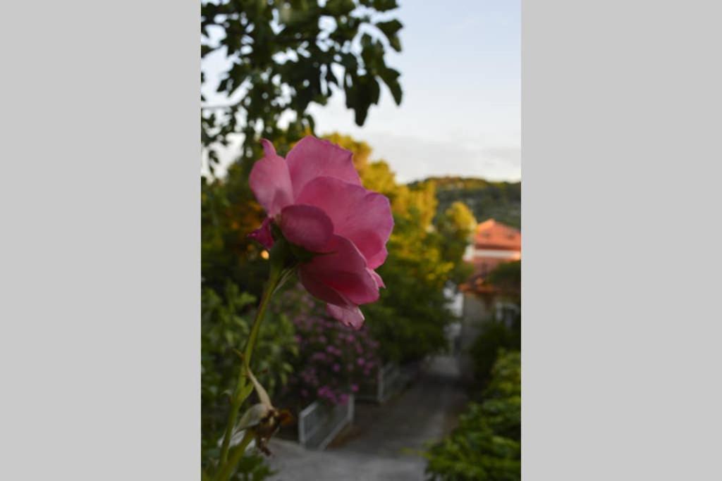 Private studio apartment with a garden and a terrace view 2