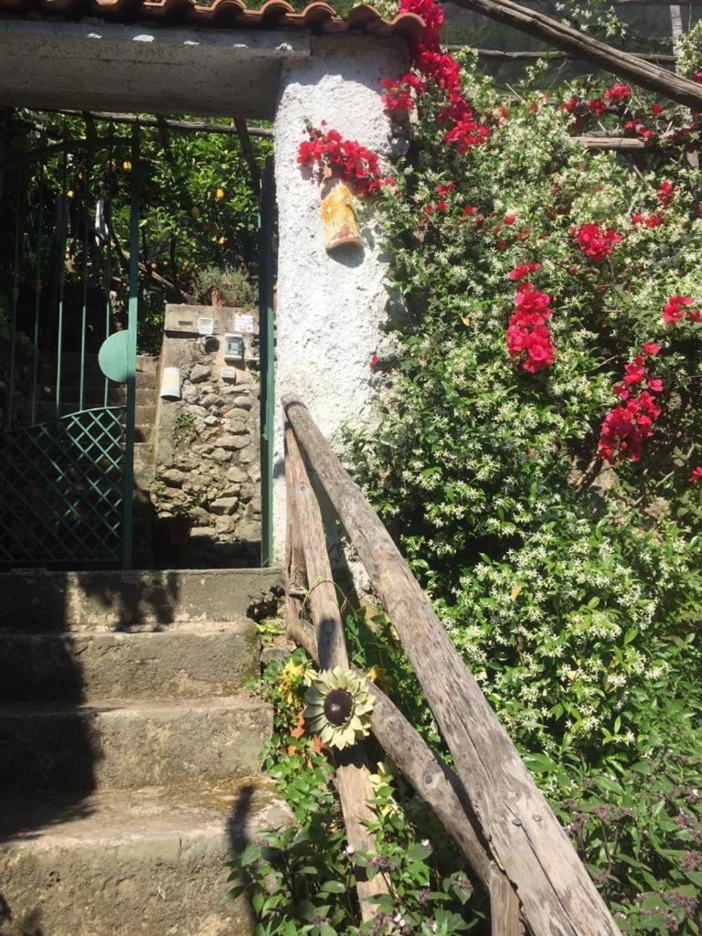 Lemon Garden House photo 3