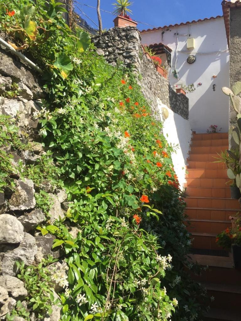 Lemon Garden House photo 5