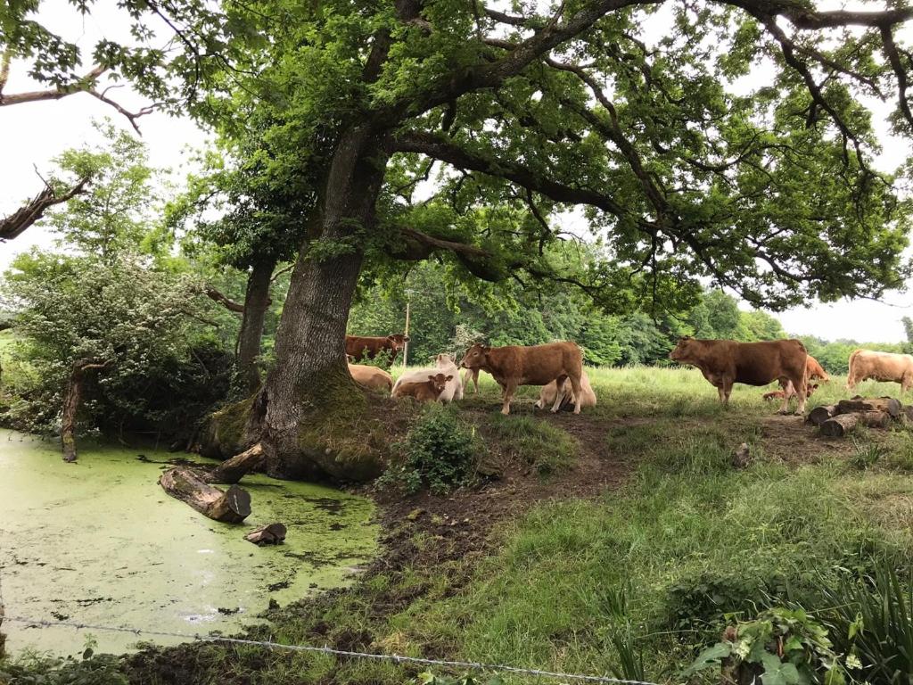 le Logis du Plessis