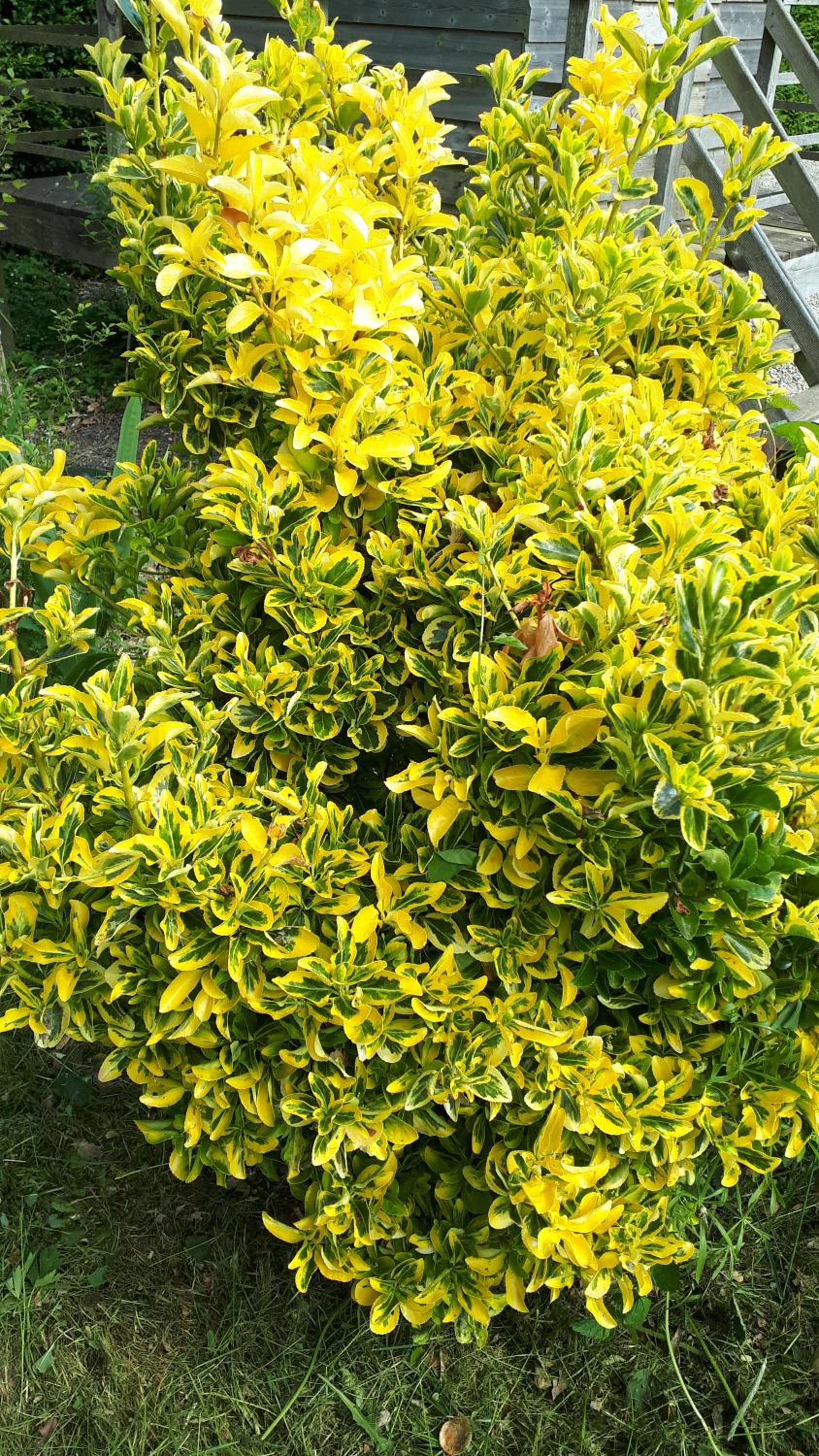 Photo 46