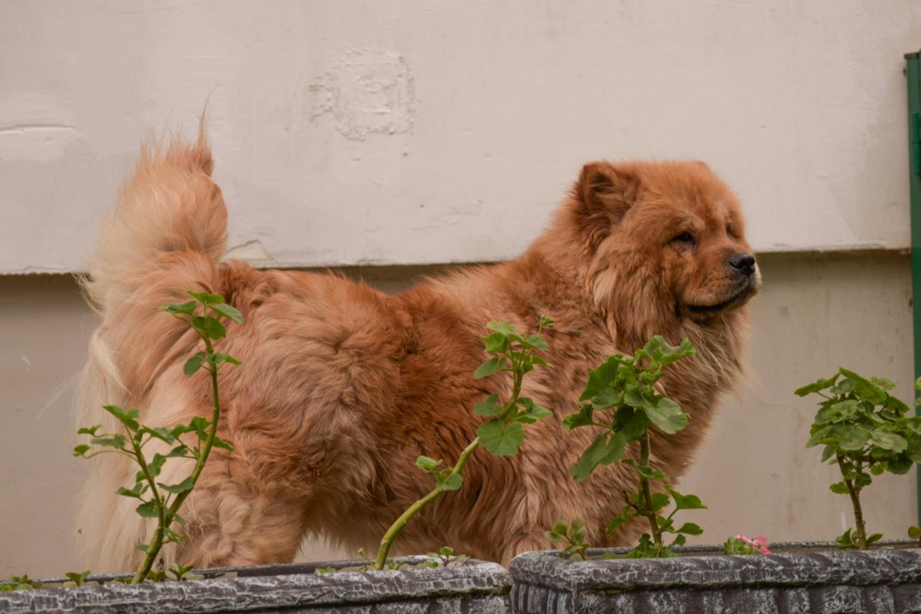 Photo 41