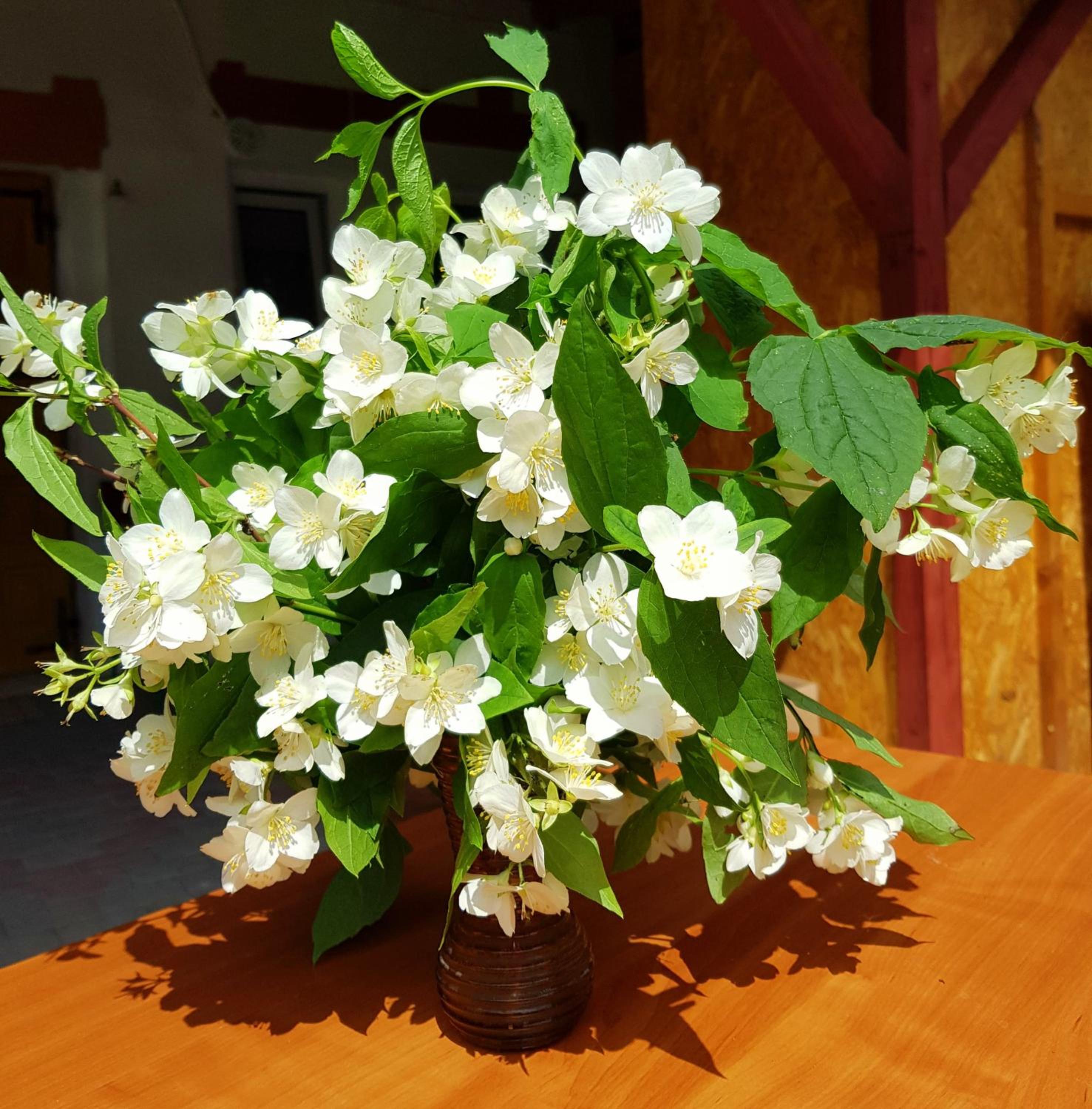 Photo 42