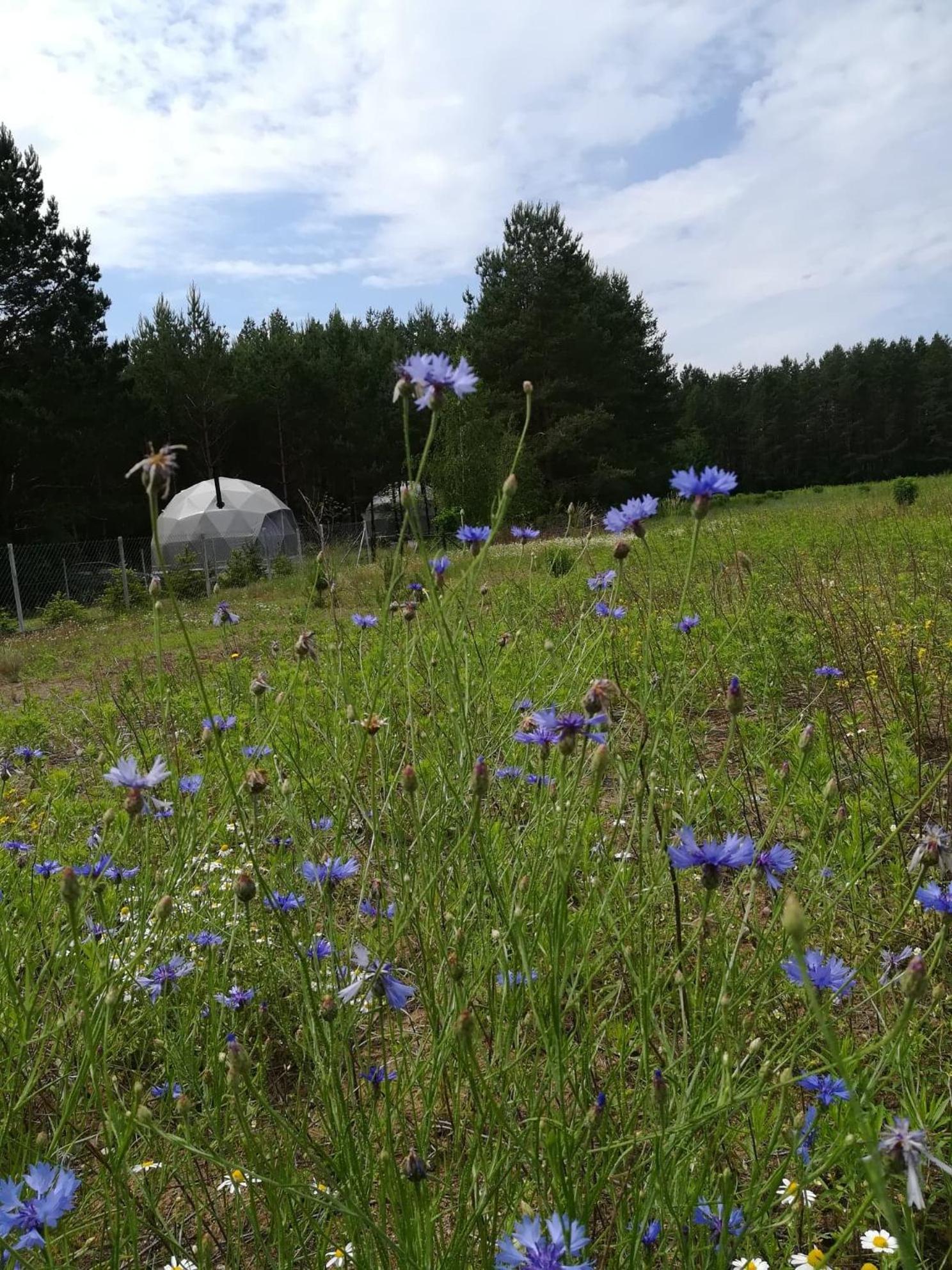 Glamping Drzwi Do Lasu