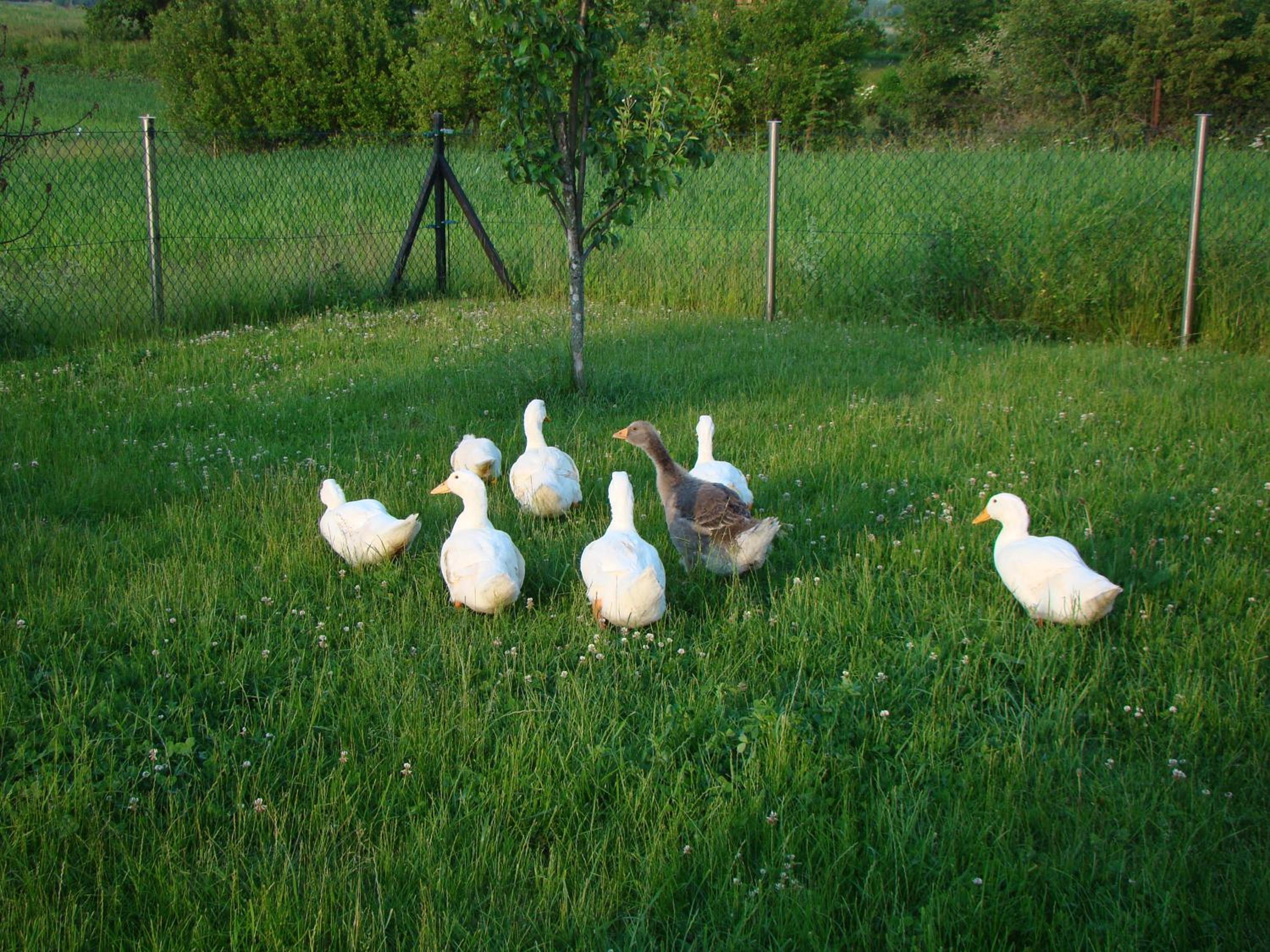 Photo 27