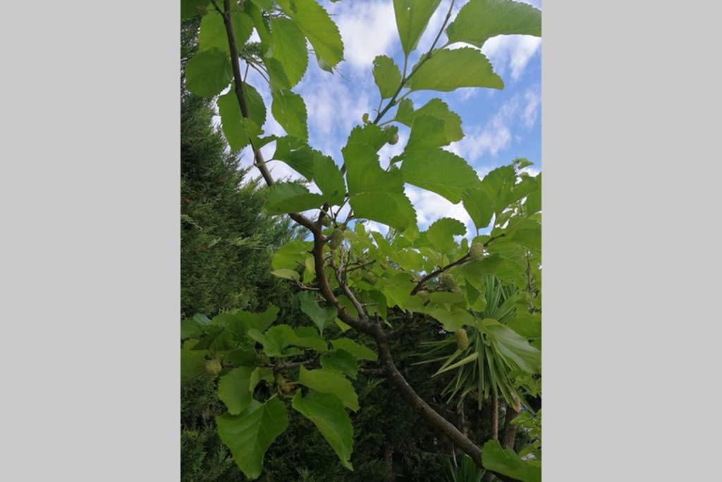 Photo 42